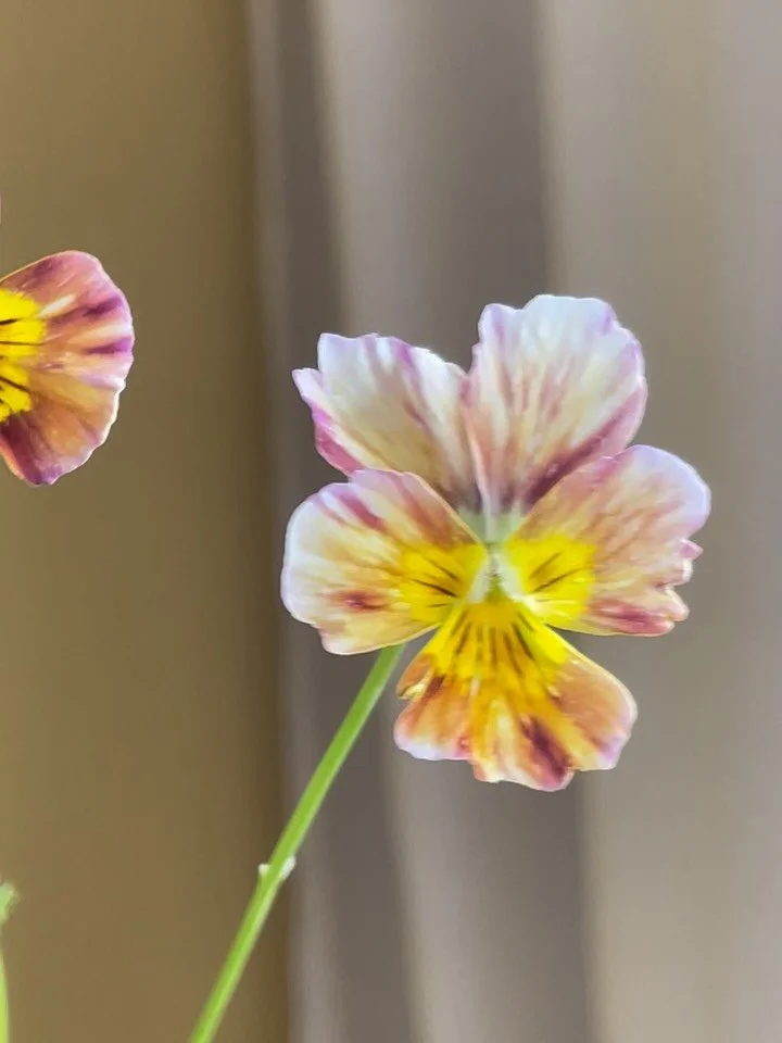 Qui d'autre est fan des pensées ? 🙋‍♀️

Toujours les fleurs les plus exceptionnelles de @pauletteadesfleurs 💓