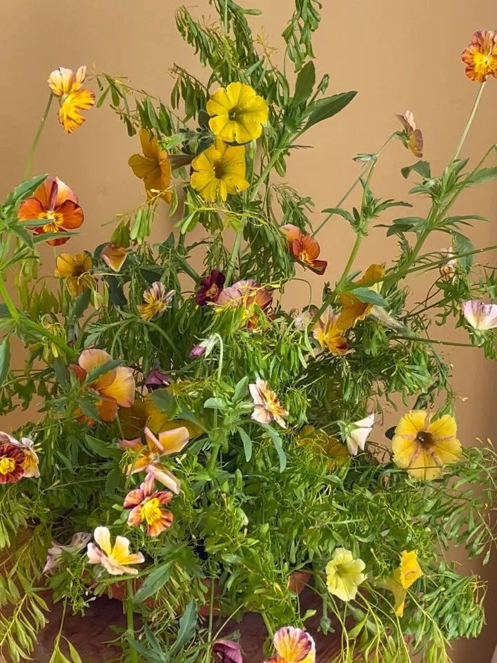 Encore un coup de cœur pour les pensées, parce que j'en suis VRAIMENT fan, ce sont depuis toujours mes fleurs préférées (parmi 36633731 millions d'autres) 🙈