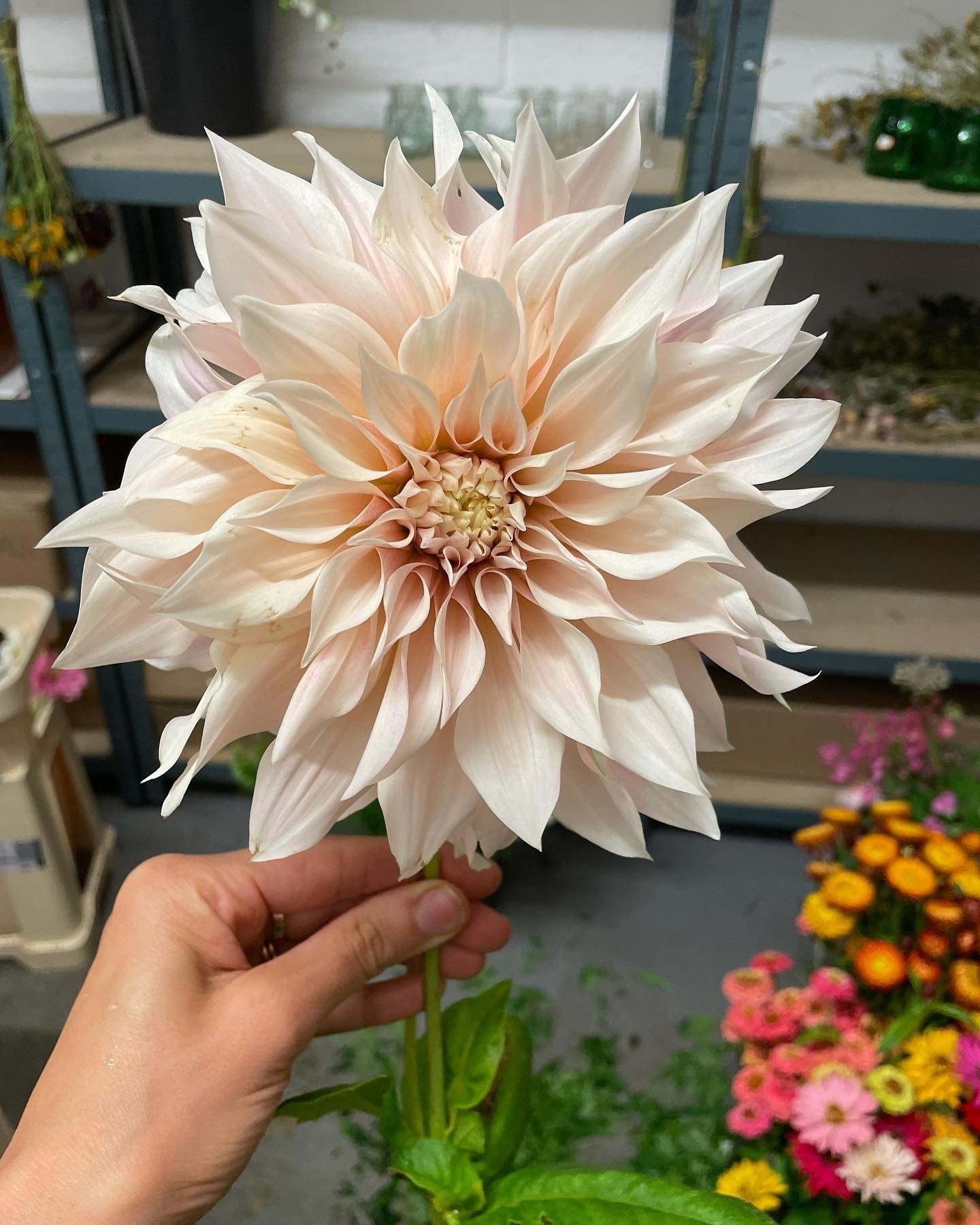 Dahlia café au lait