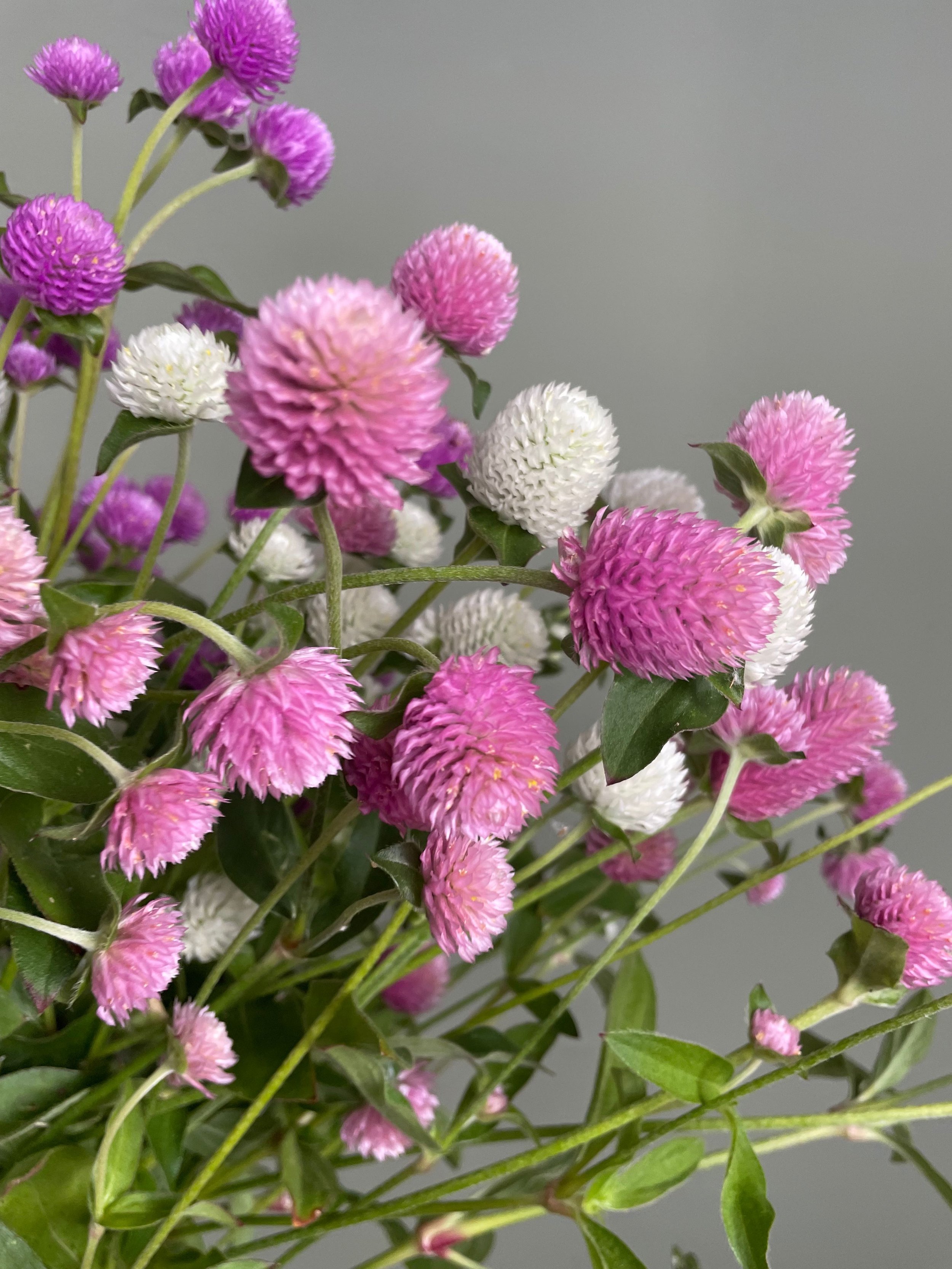 Gomphrena