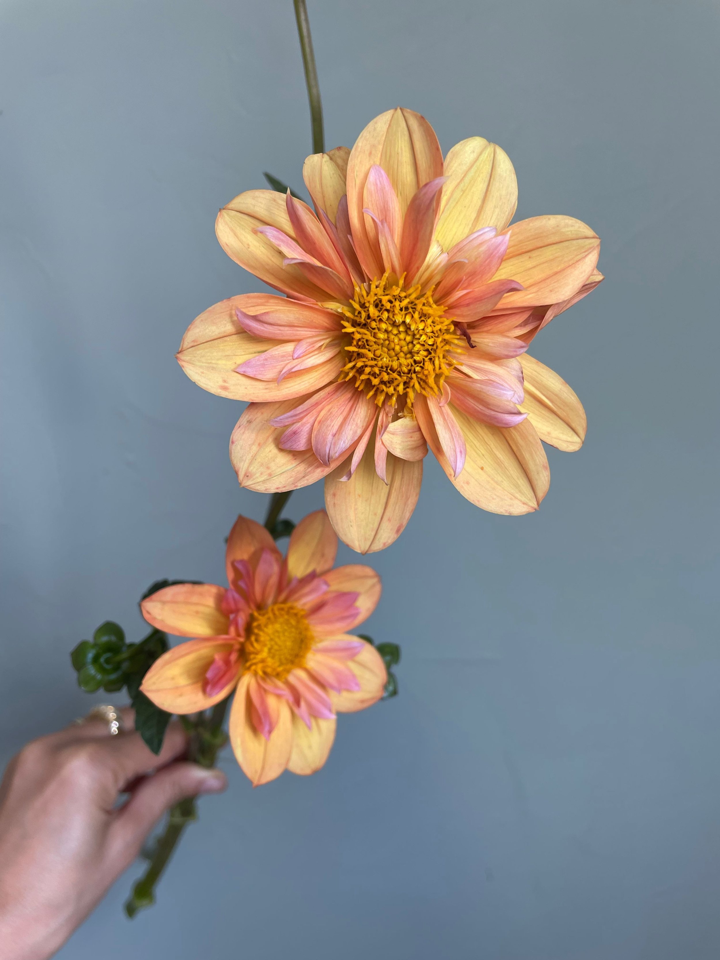 Dahlia