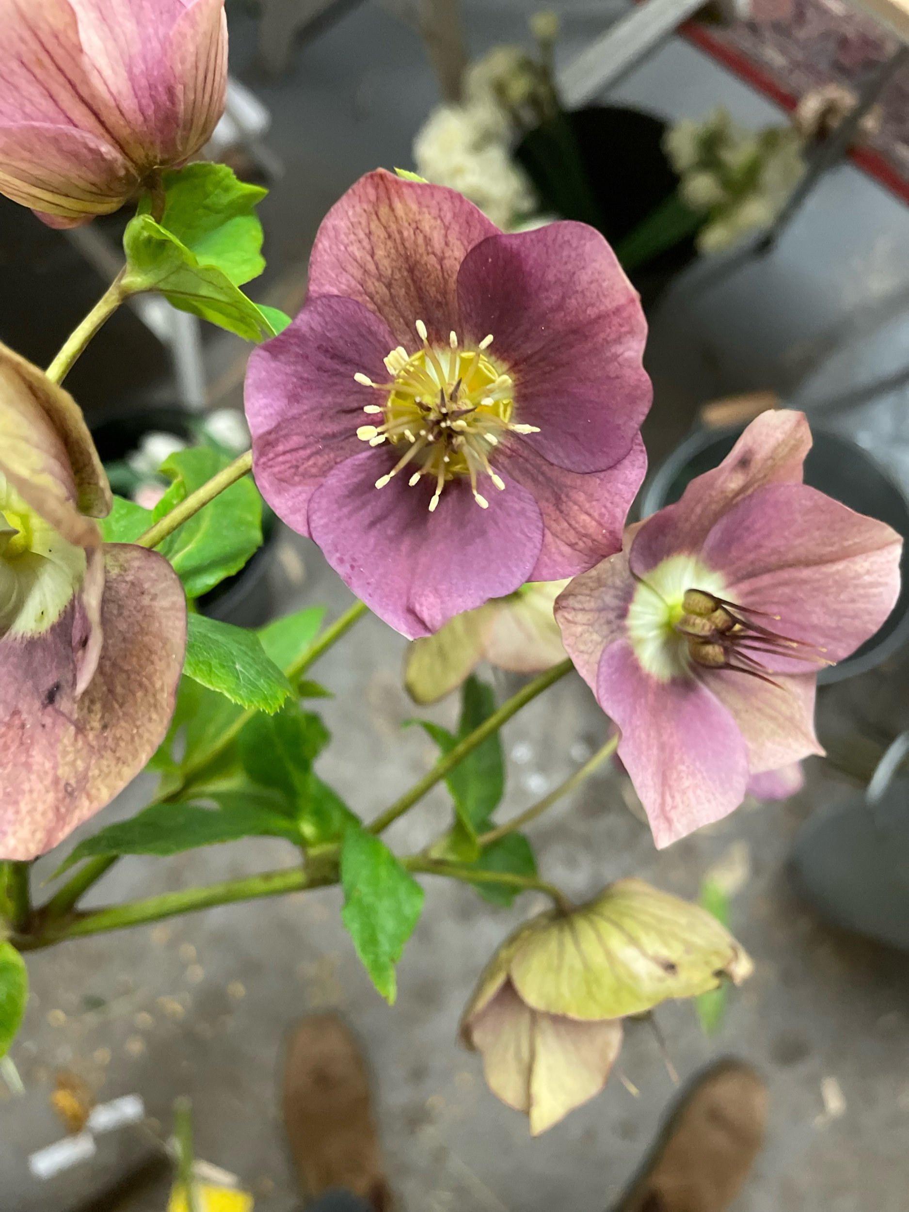 hellebores