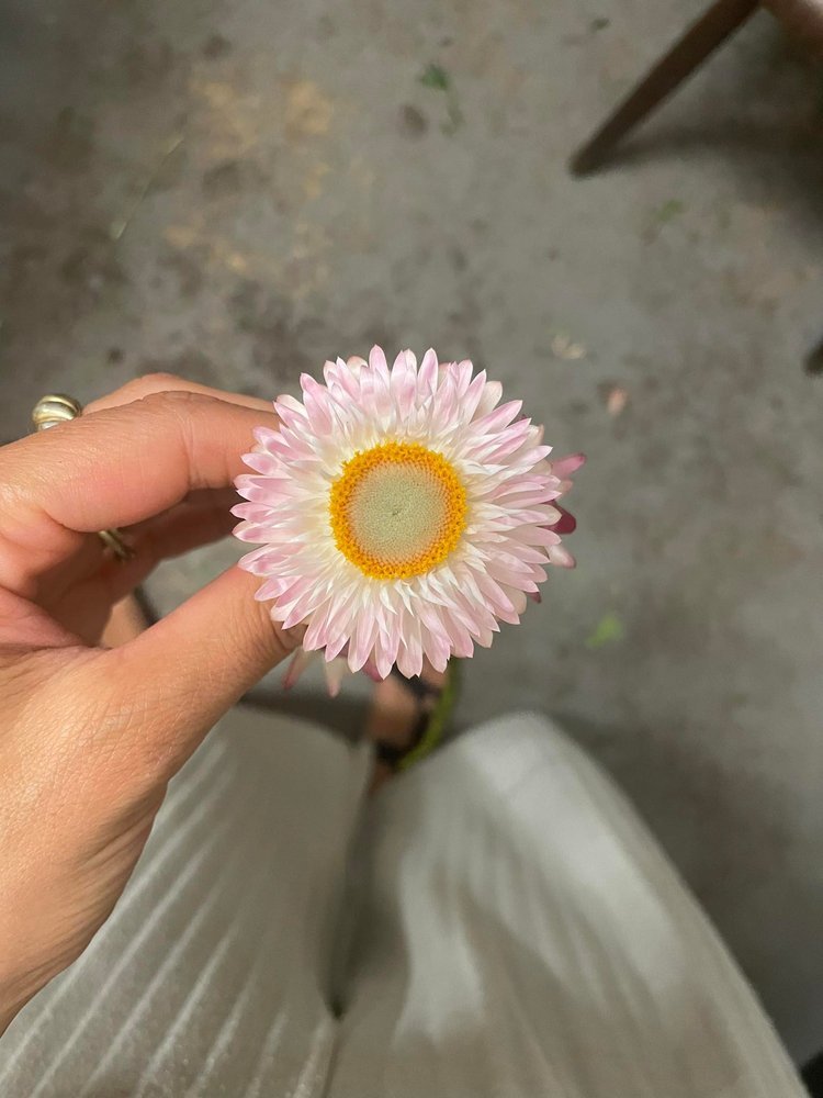 Fleur de paille