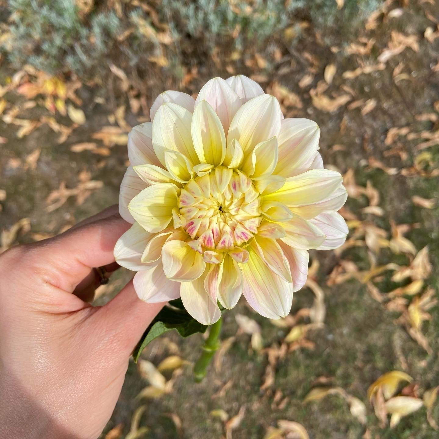 Dahlia