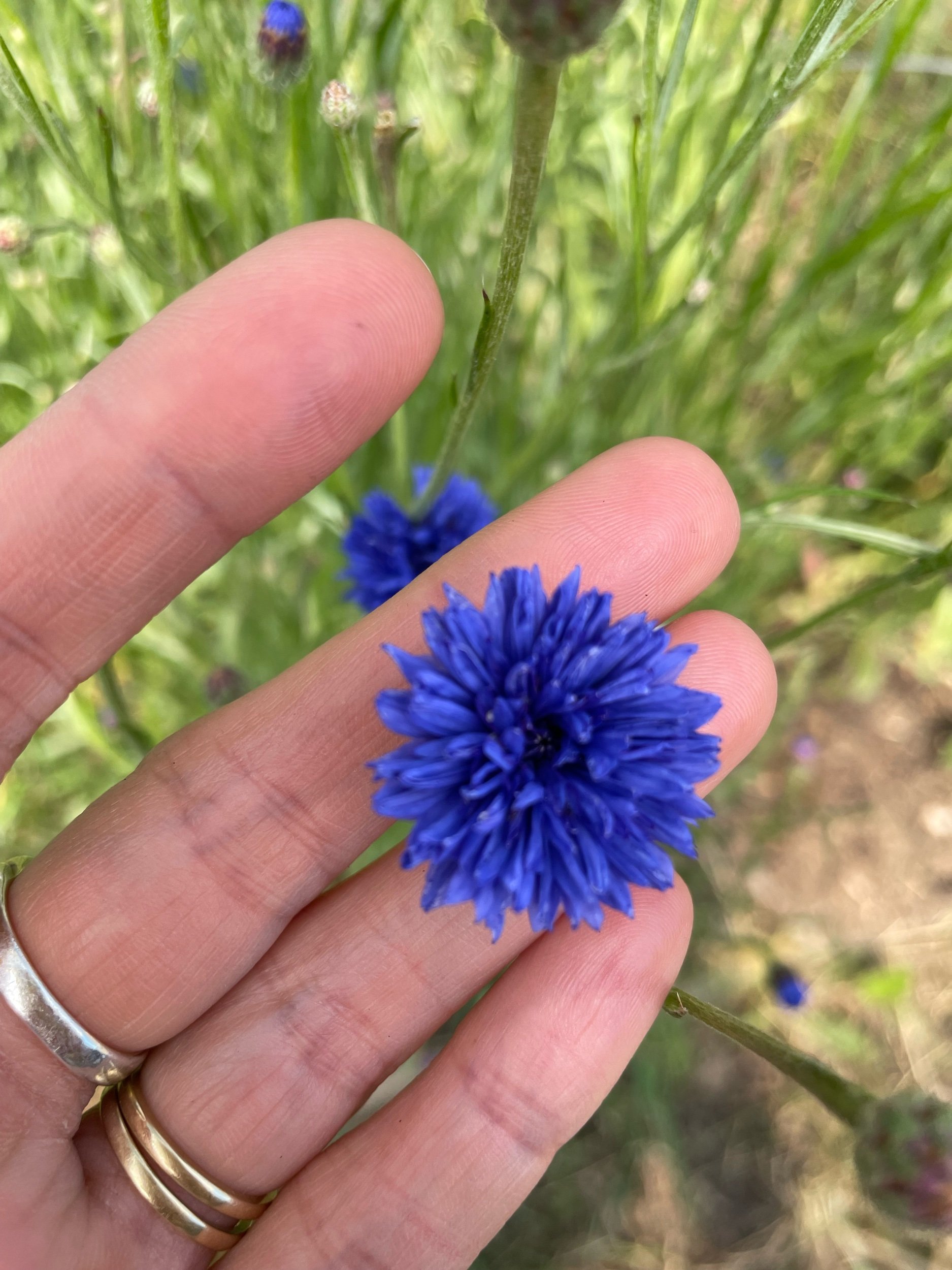 Centaurea