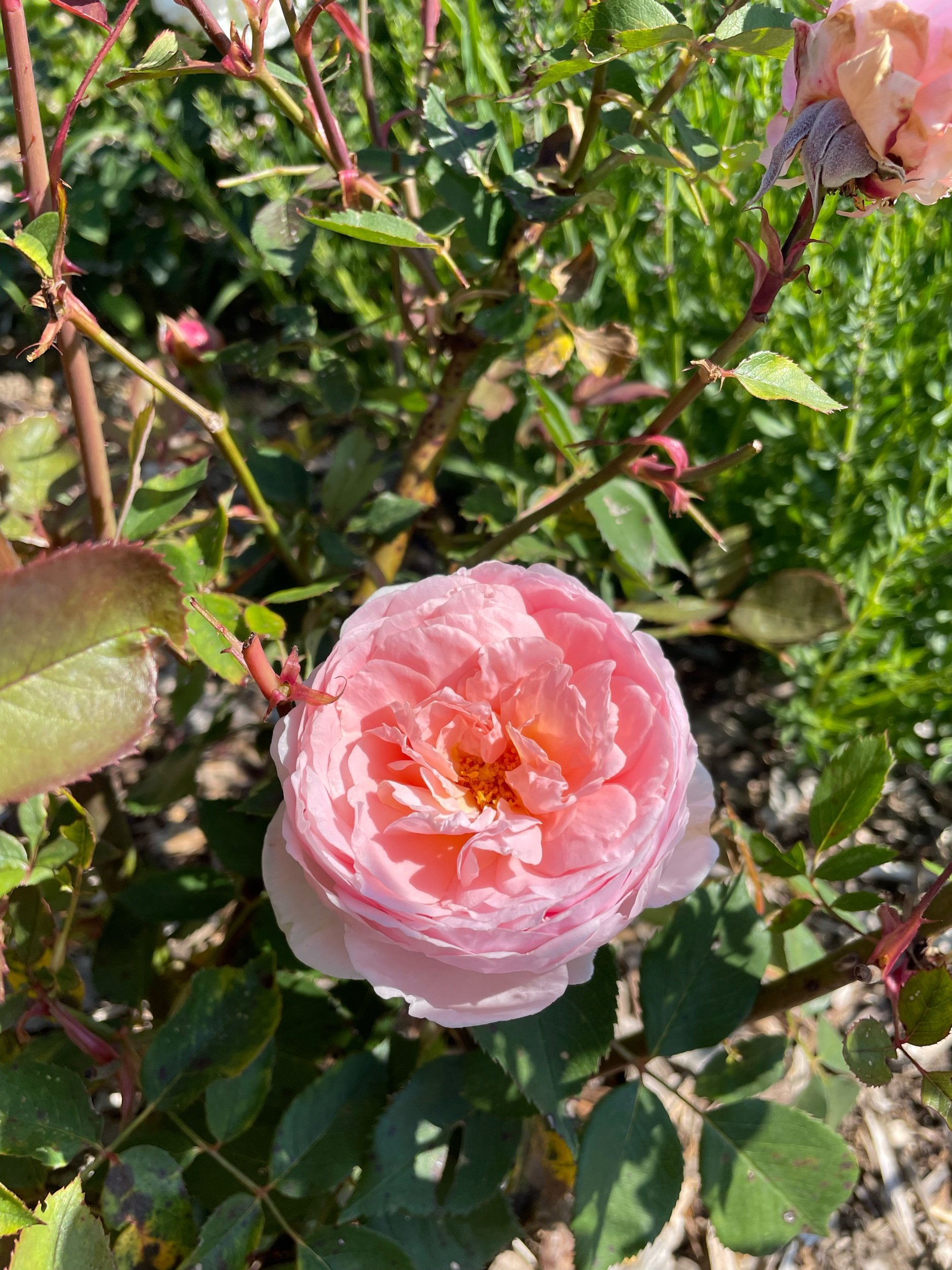 Rosier de jardin