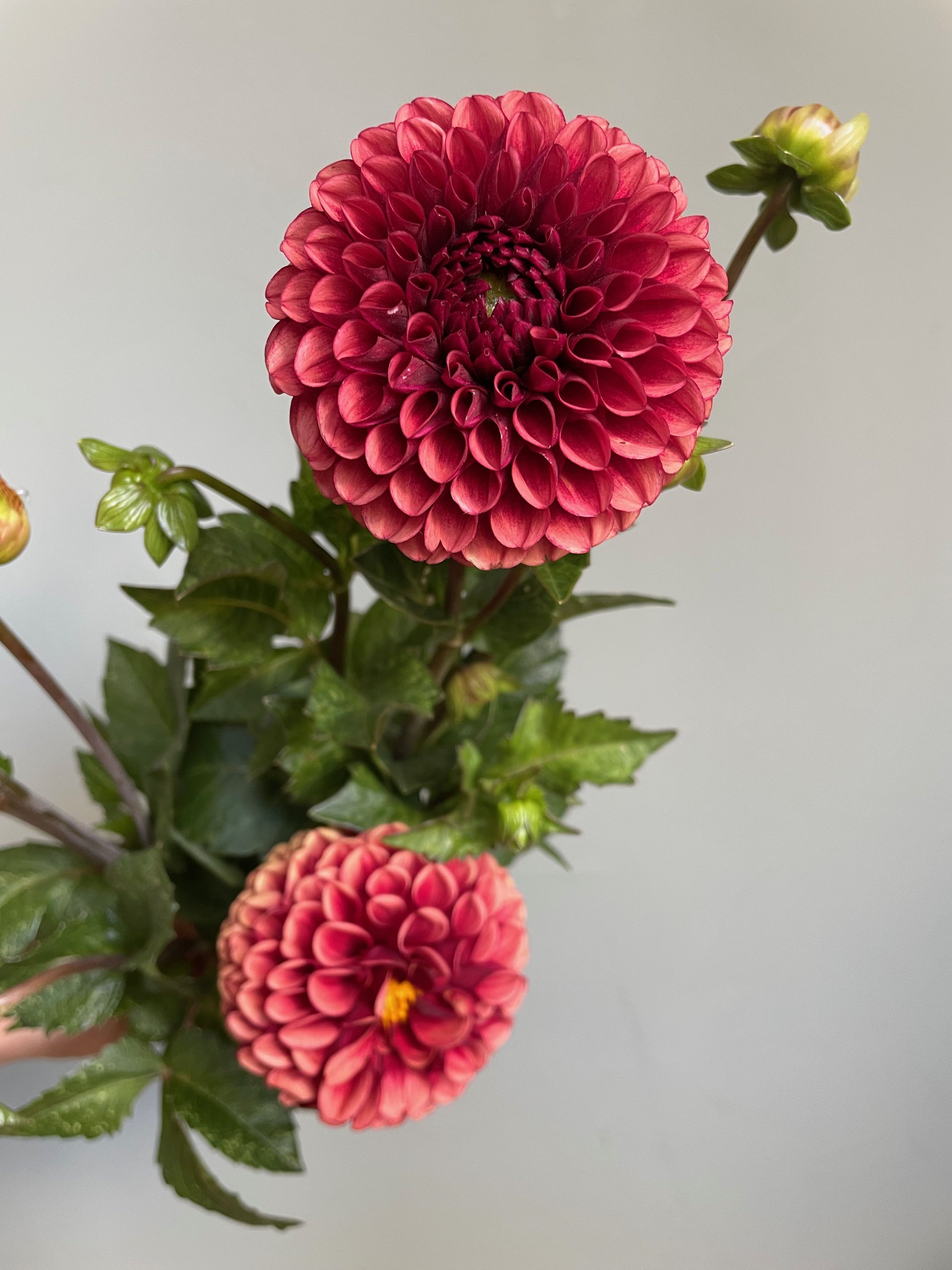 Dahlia