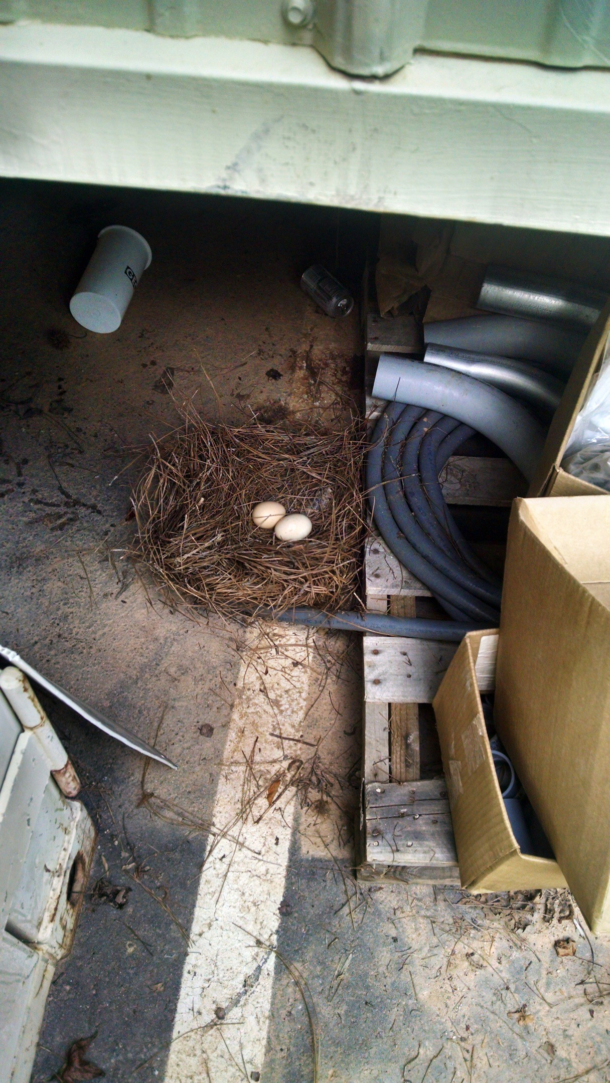 Chicken-Nest.jpg