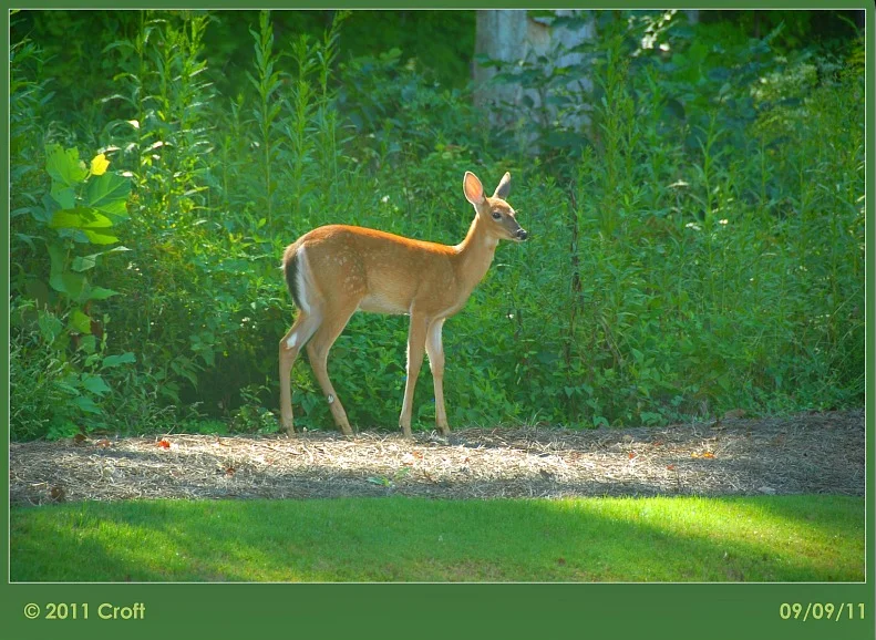 deer.jpg