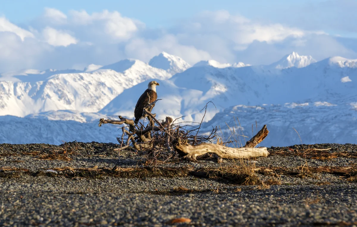 Kachemak King (Copy)