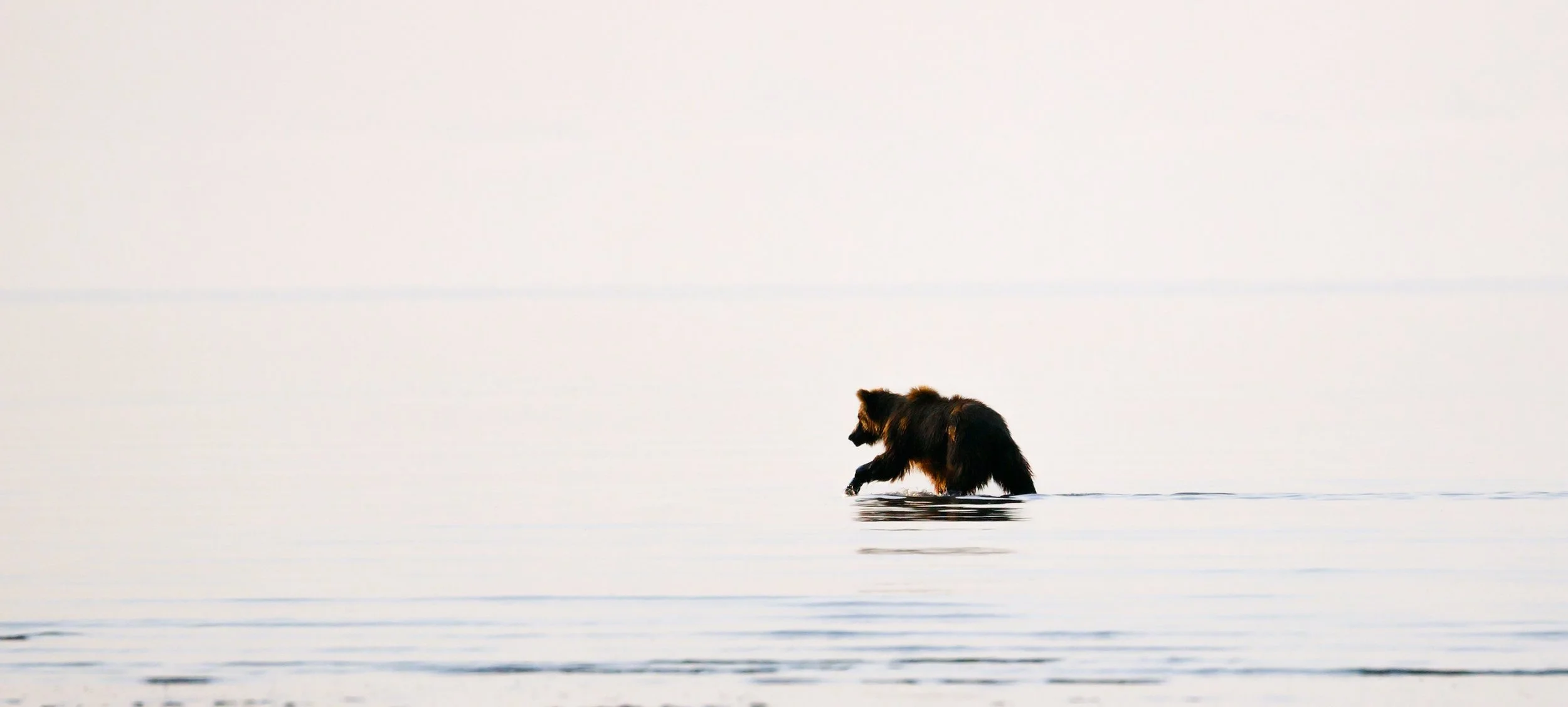 Wading Grizzly (Copy)