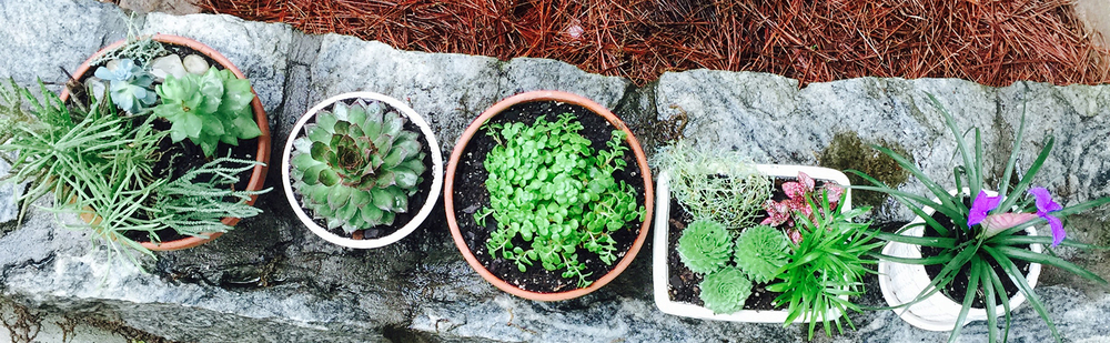 Repotting Succulents