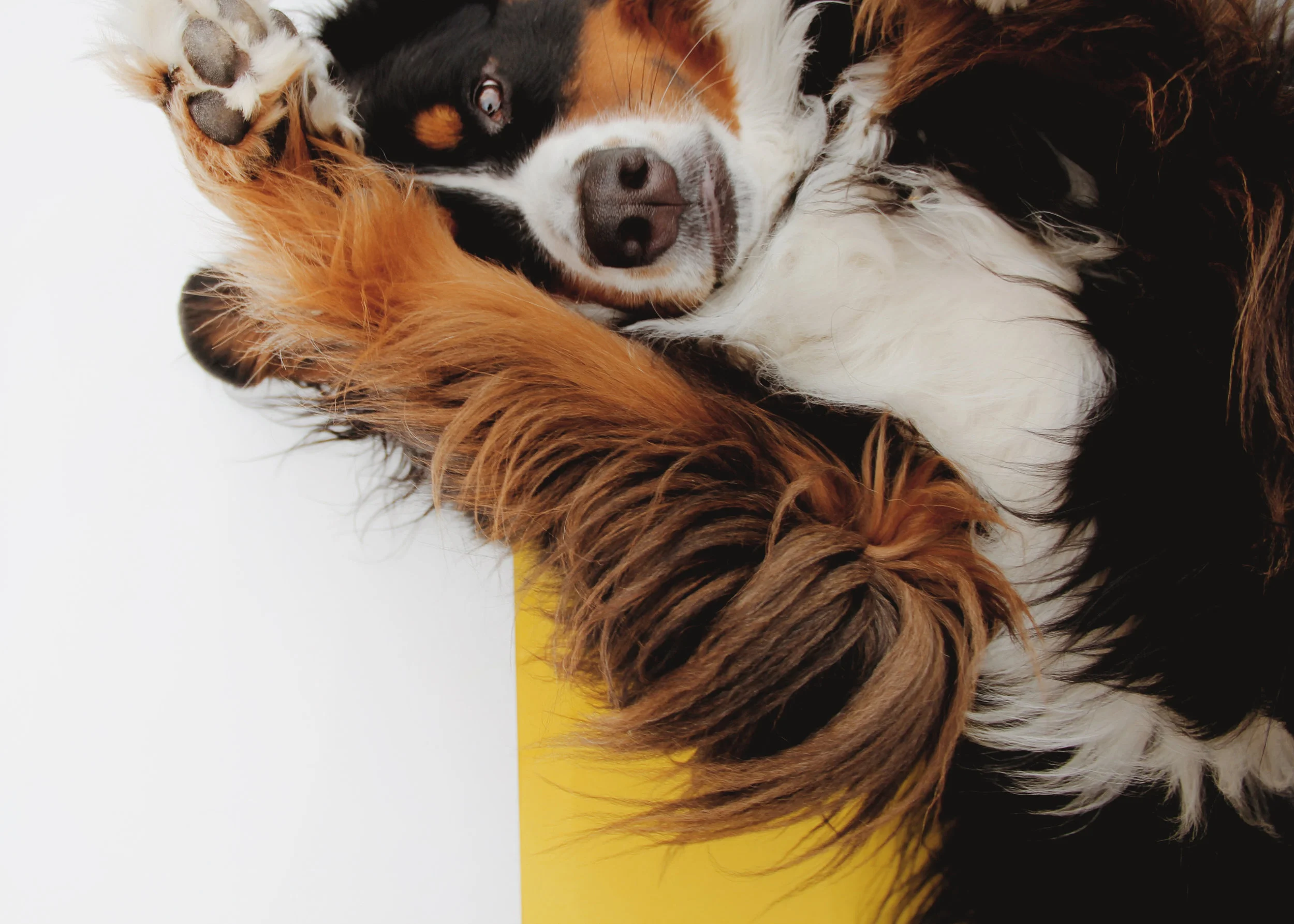 PUP.jpg