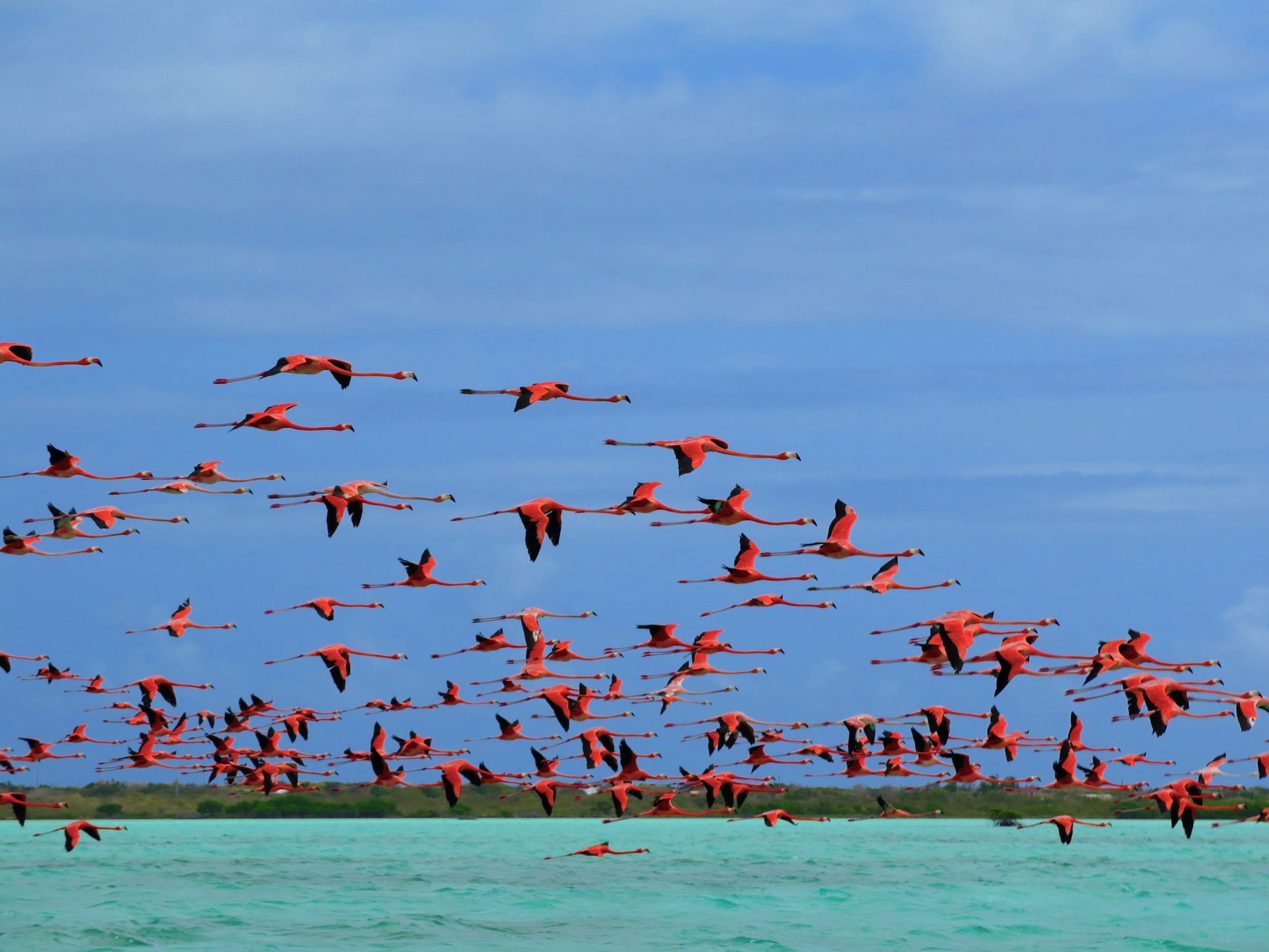 Wild Flamingos made for an exciting site on Anegada! What funny pink birds.