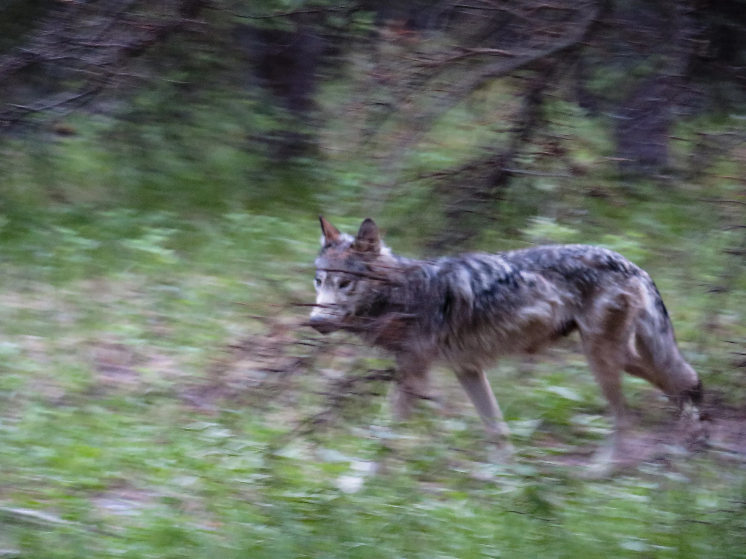 Once in a lifetime moment seeing a wolf this close.