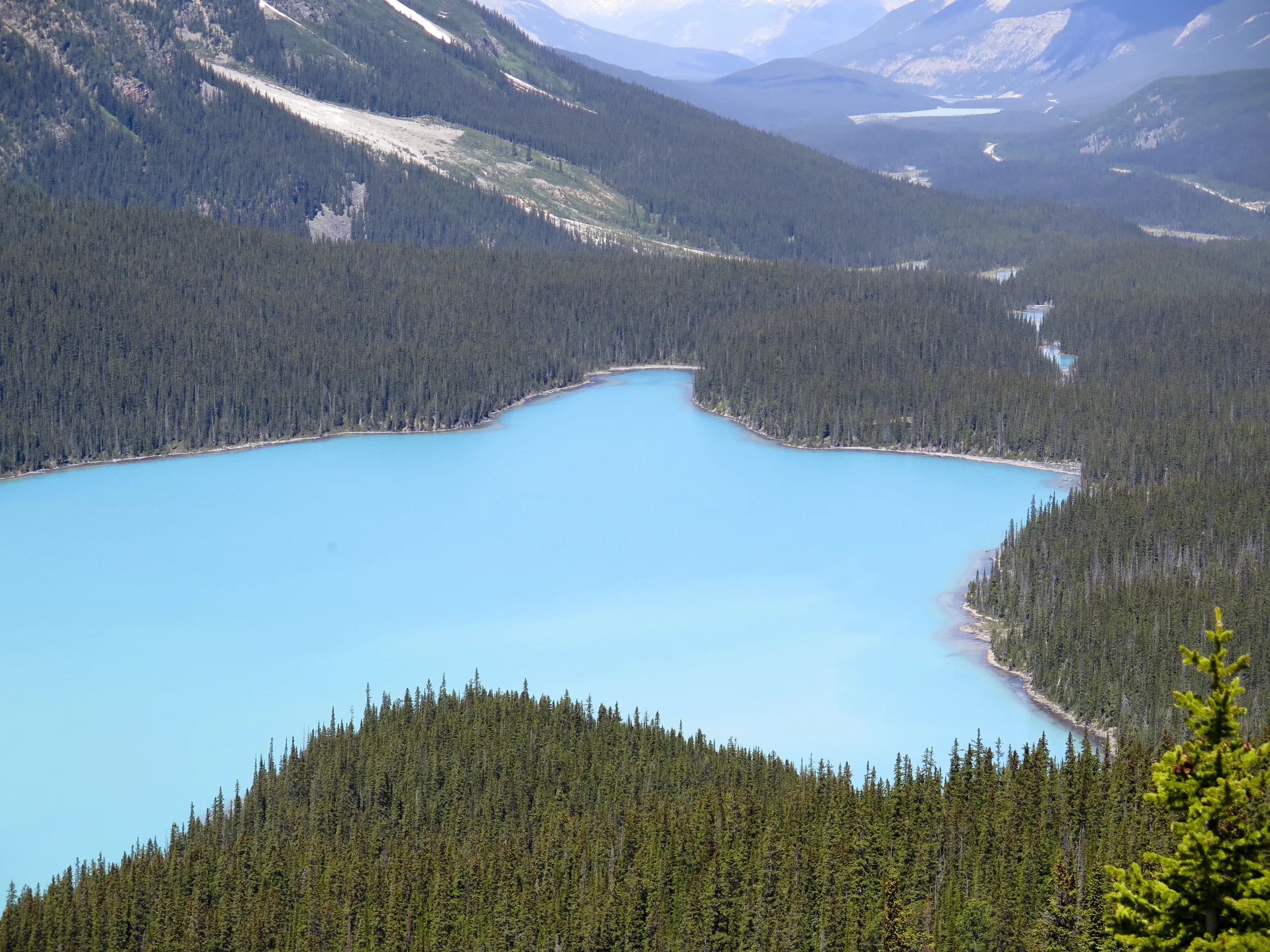 This is Peyto Lake, perfectly aqua and perfectly shaped like a wolf.