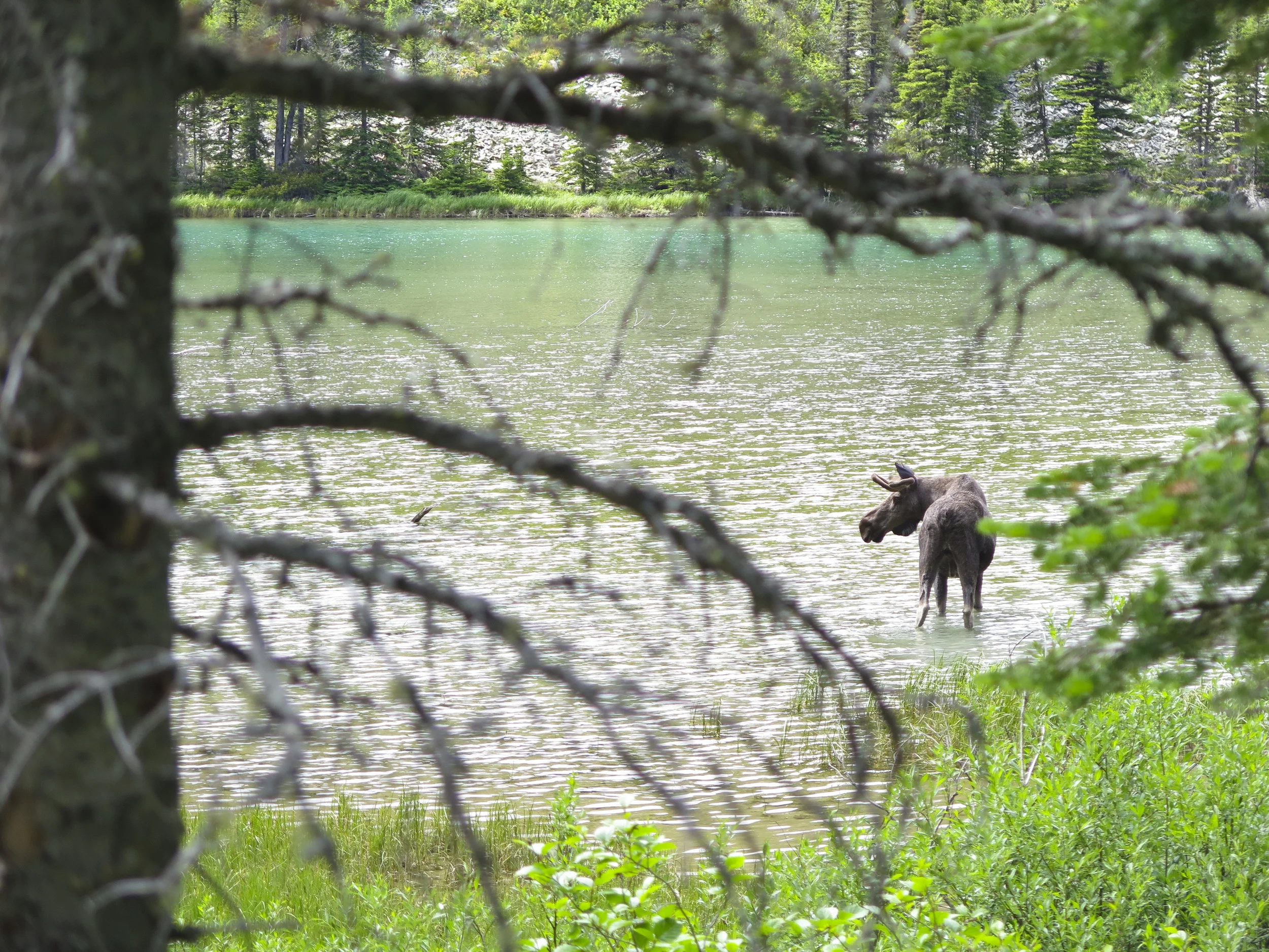 Moose on the loose