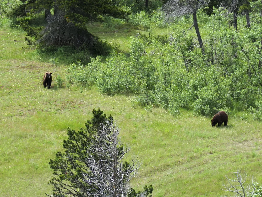 Grizzlys in the valley