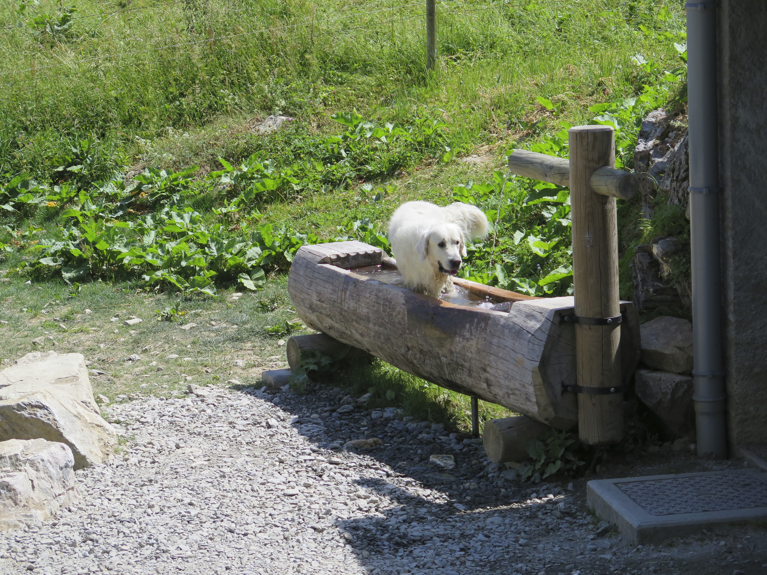  Bad dog! Thats a drinking fountain! 