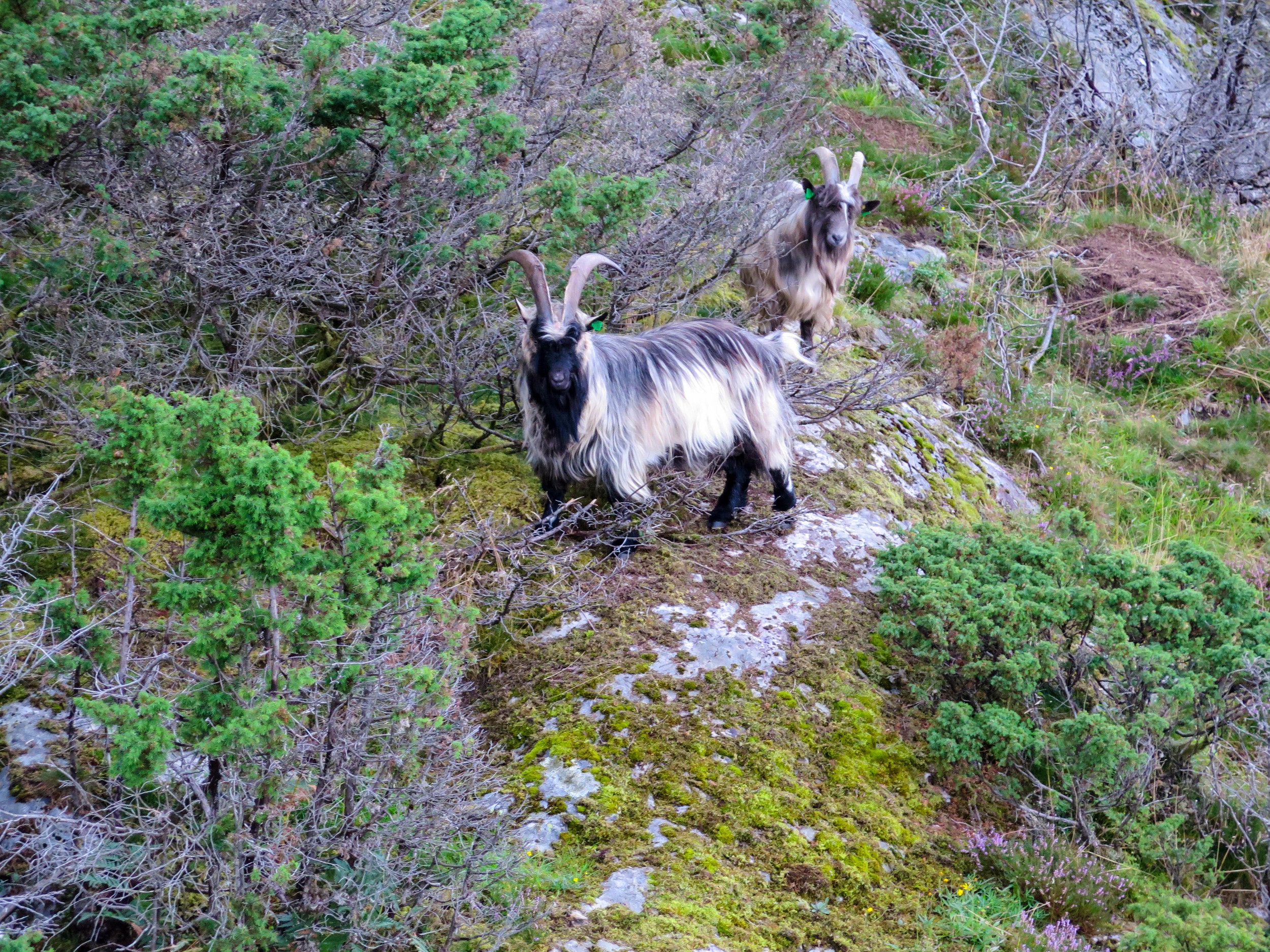 How adorable are these long haired mountain goats?
