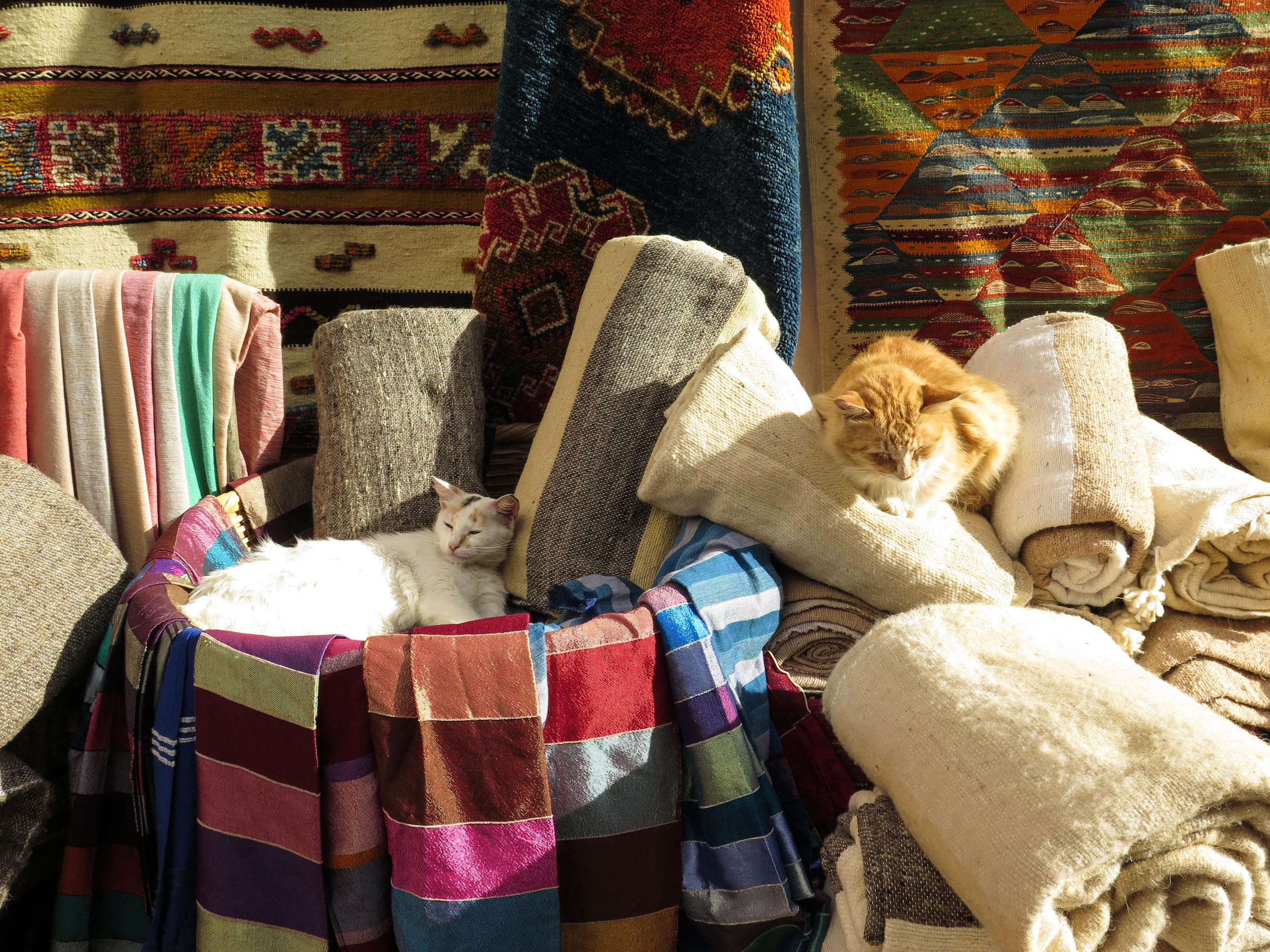 Lazy cats always find the best spots for a snooze.