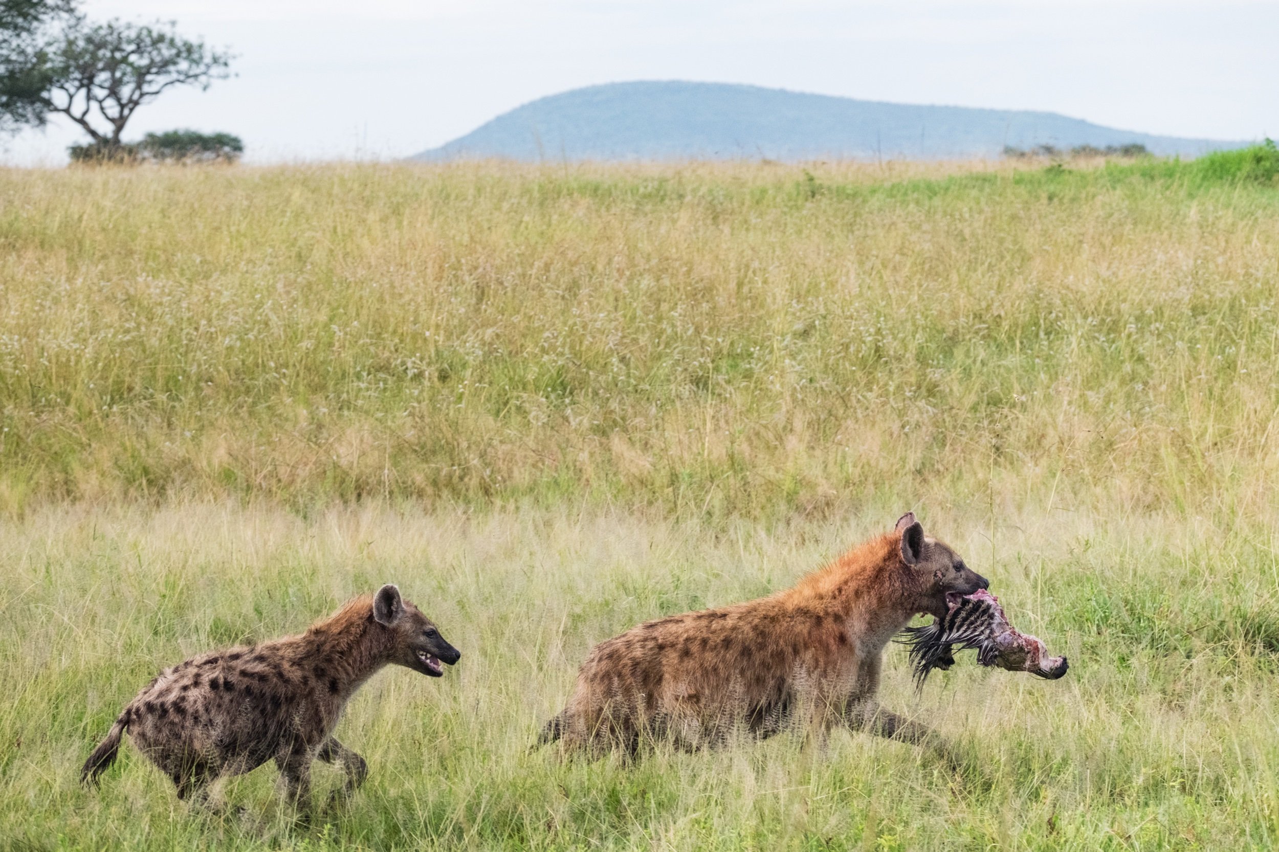 Africa-Safari-28.jpeg