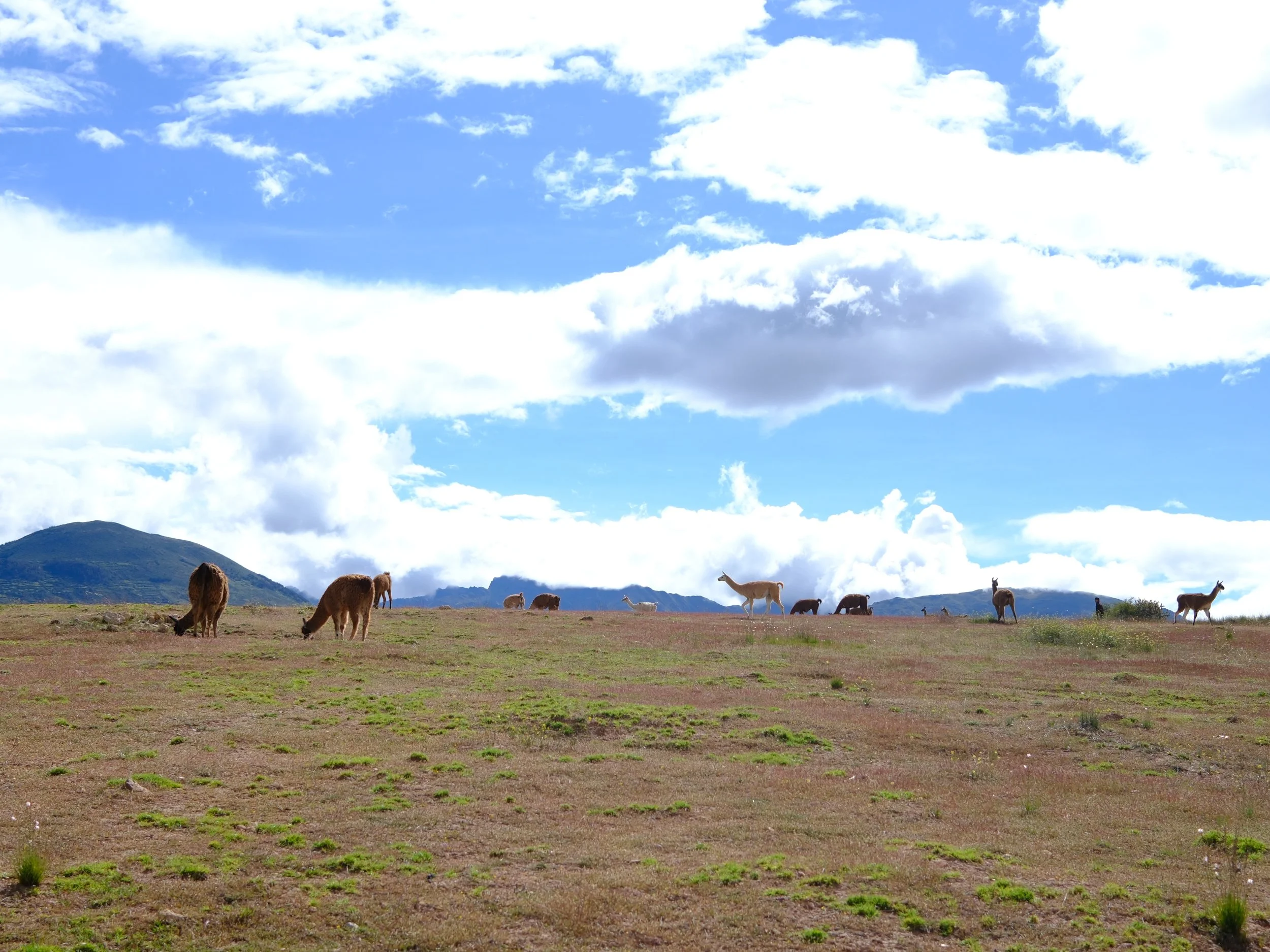Peru_2026-76.JPG