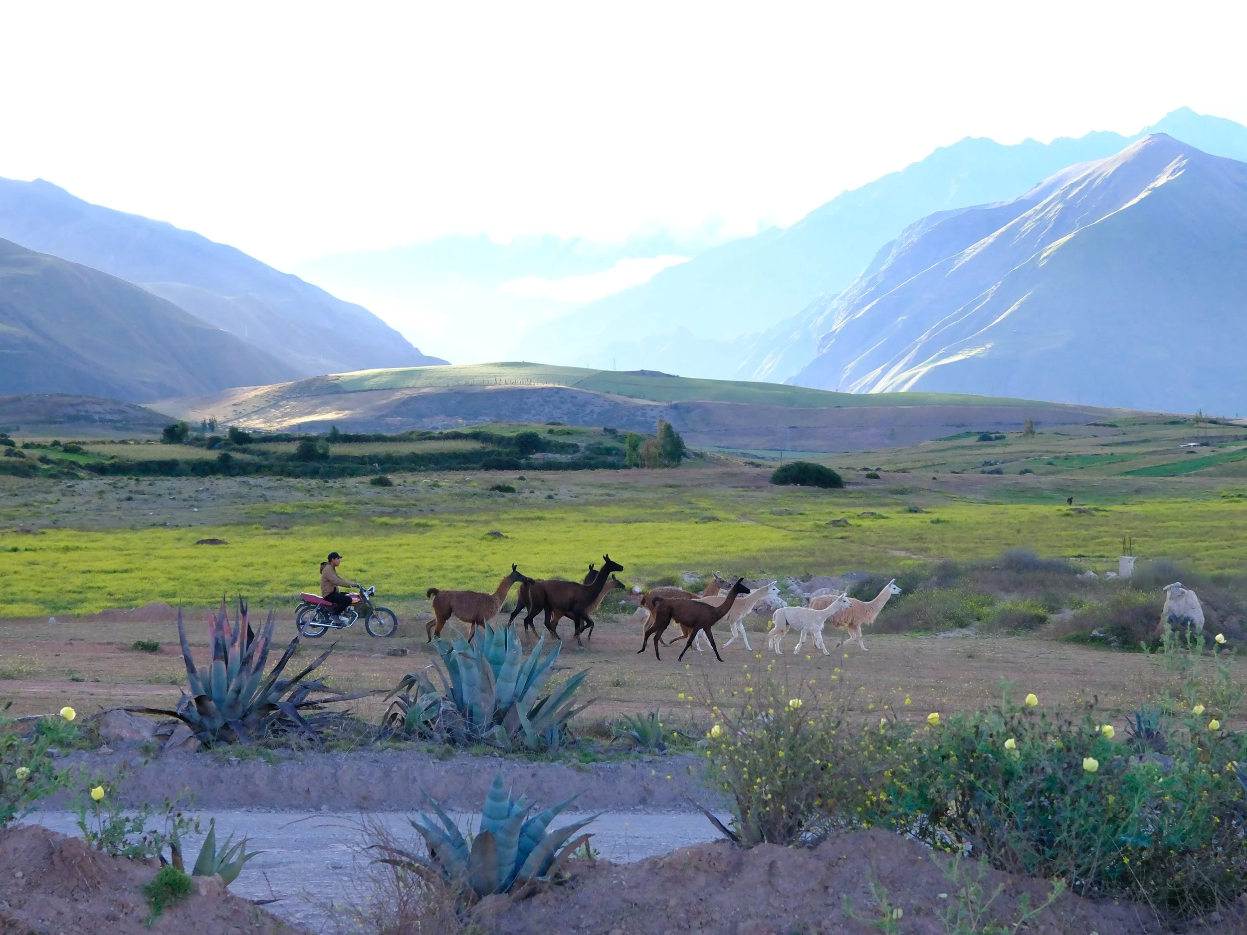 Peru_2026-66.JPG