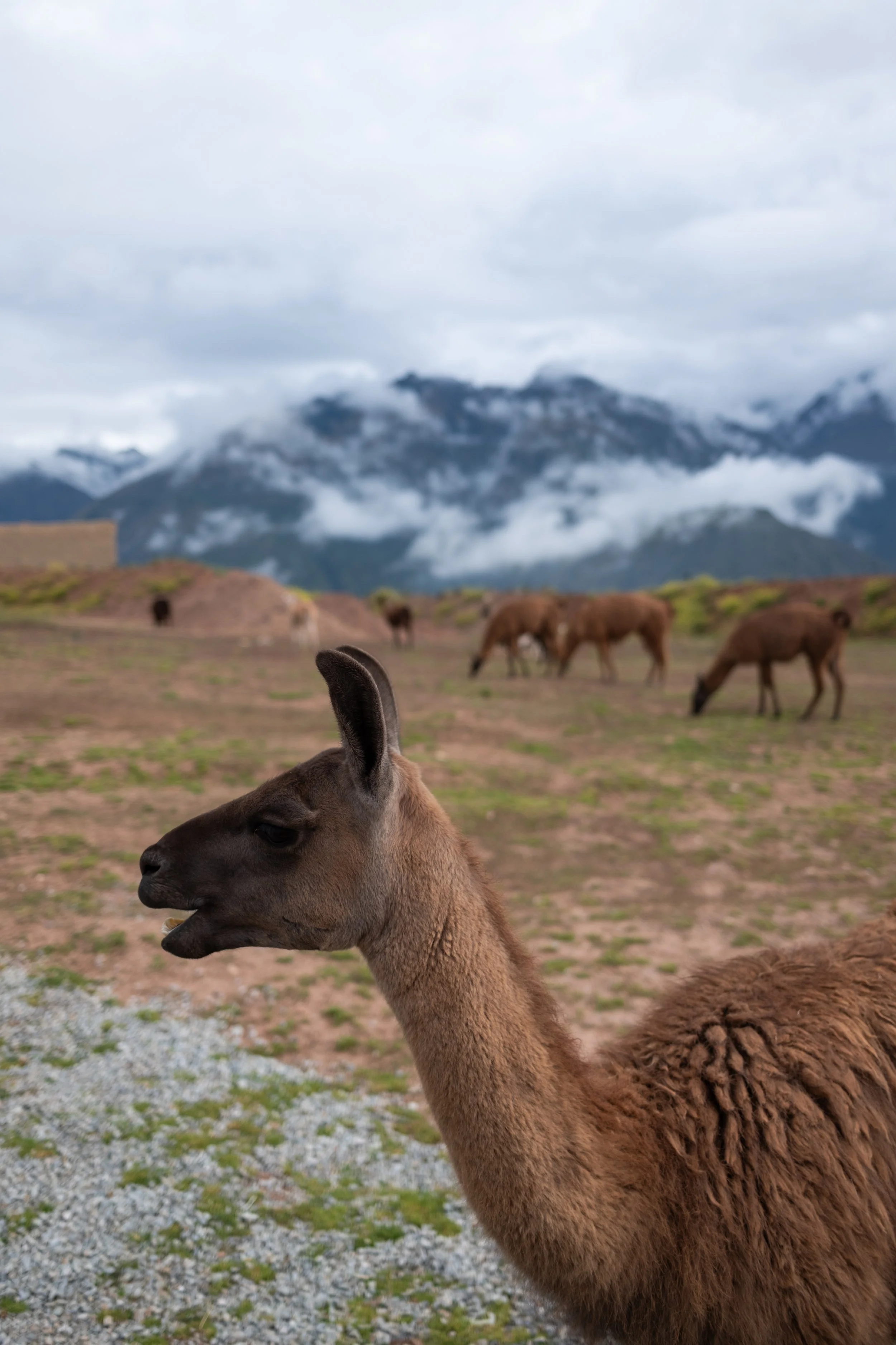 Peru_2026-24.JPG