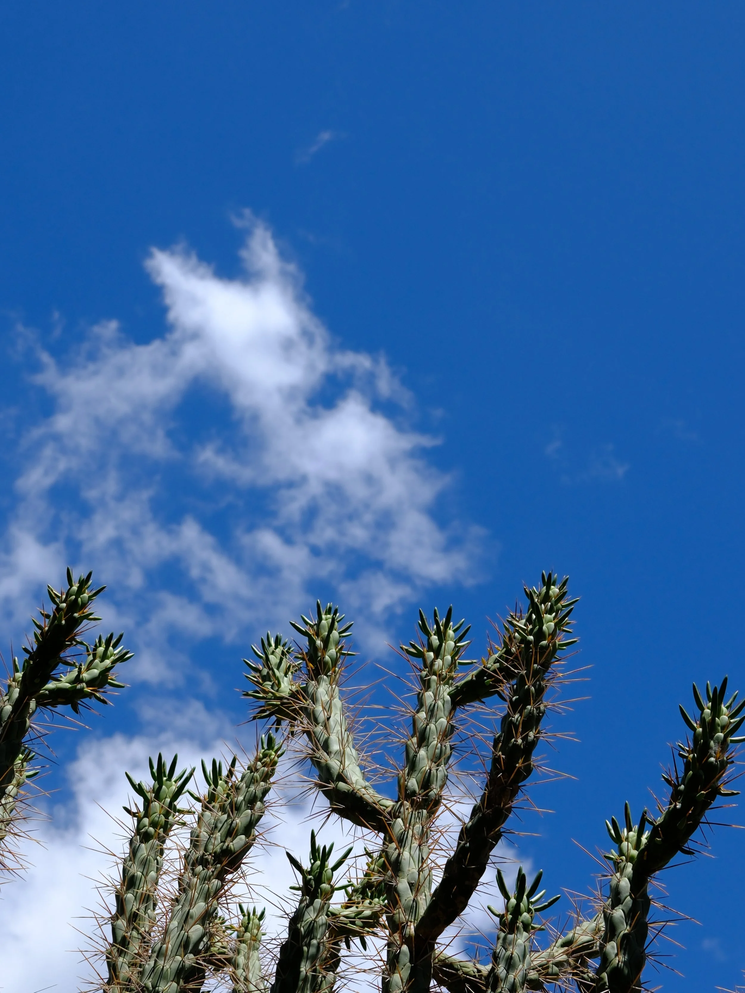 DSCF6694.JPG