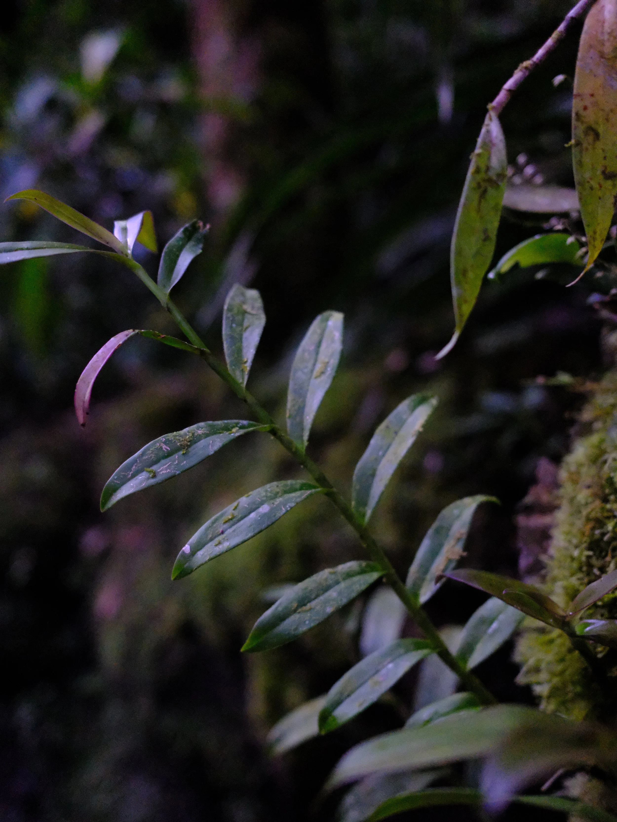 DSCF7101.JPG