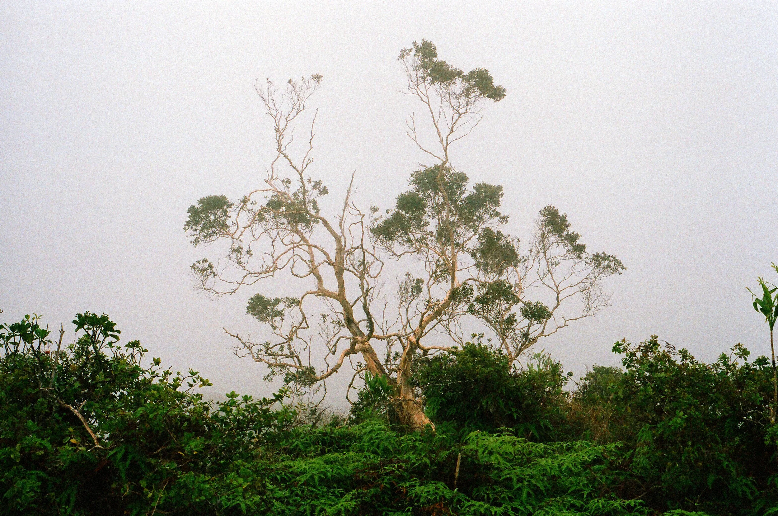 Hazy Tree.jpg