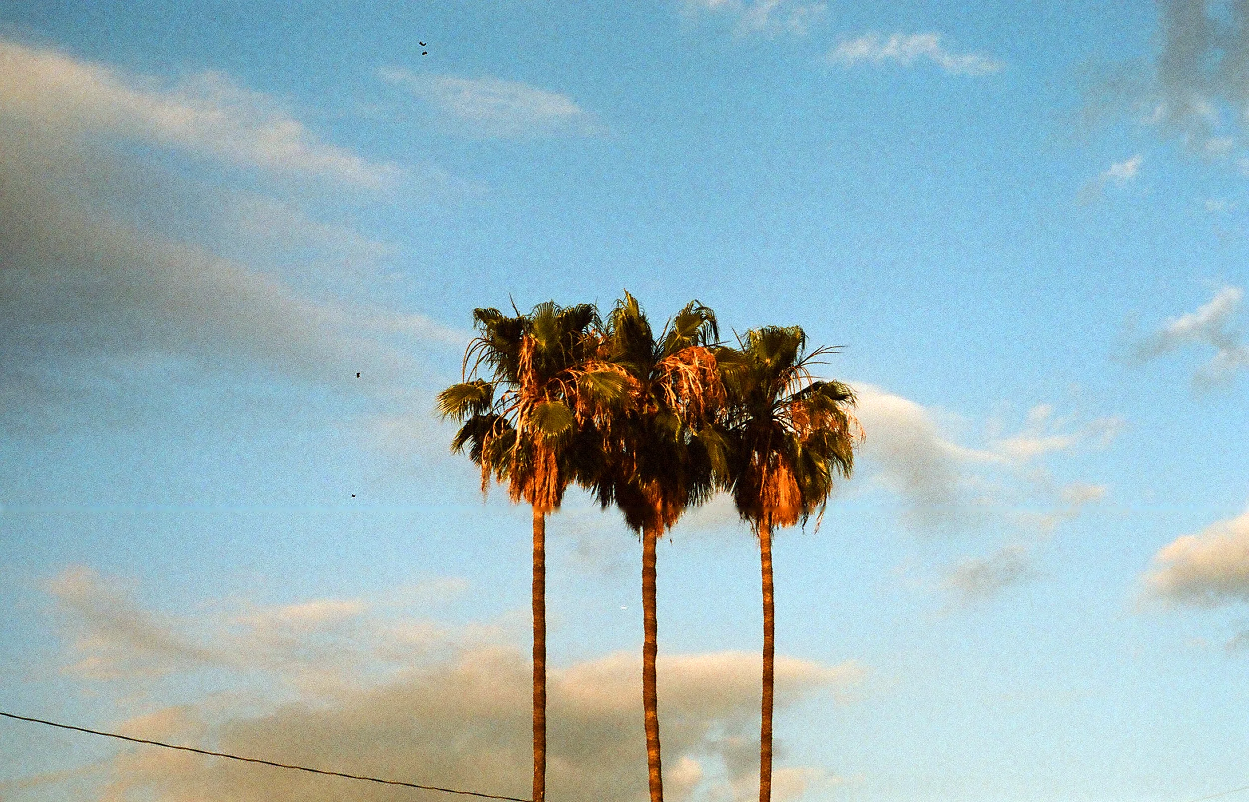 three palms.jpg