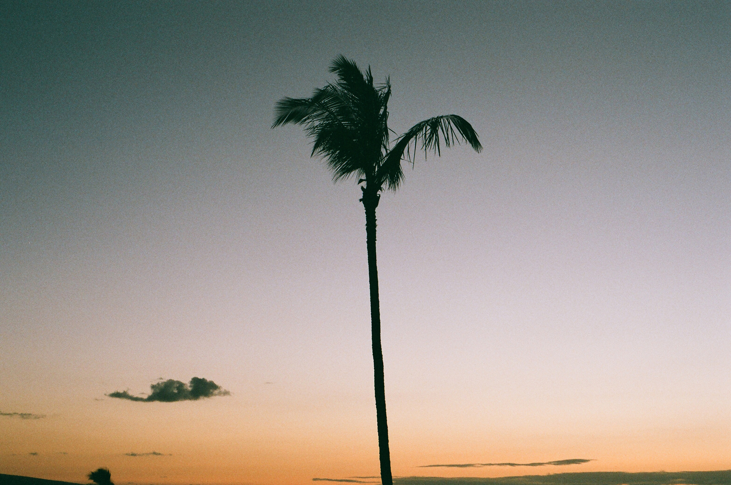 Sunset Palm Tree.jpg