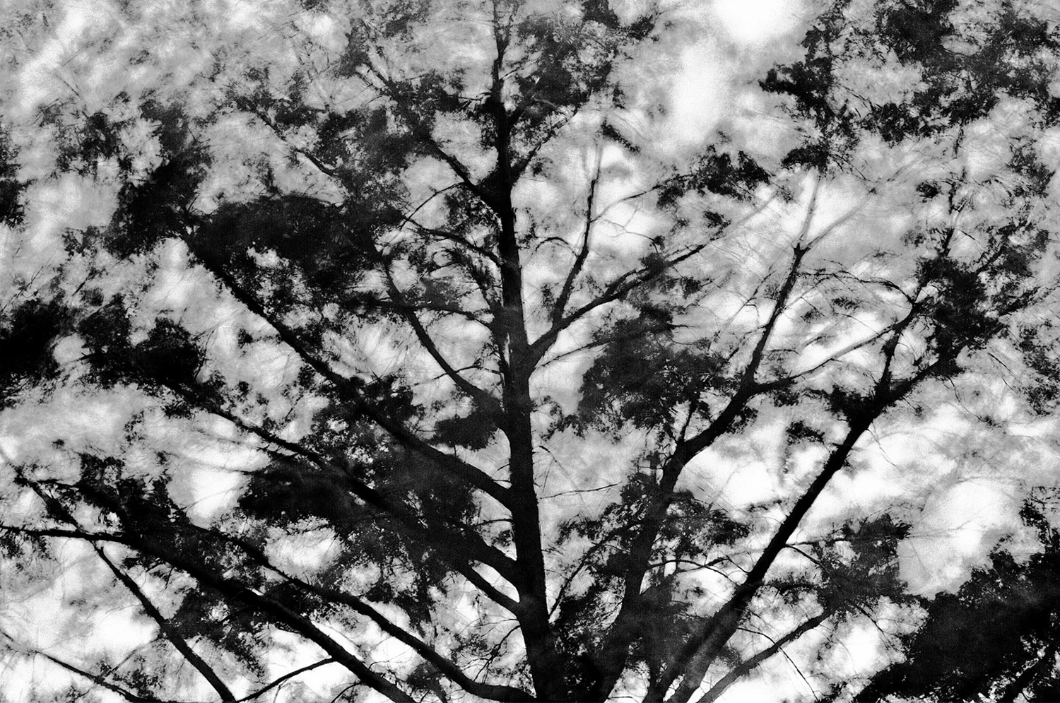 TREES