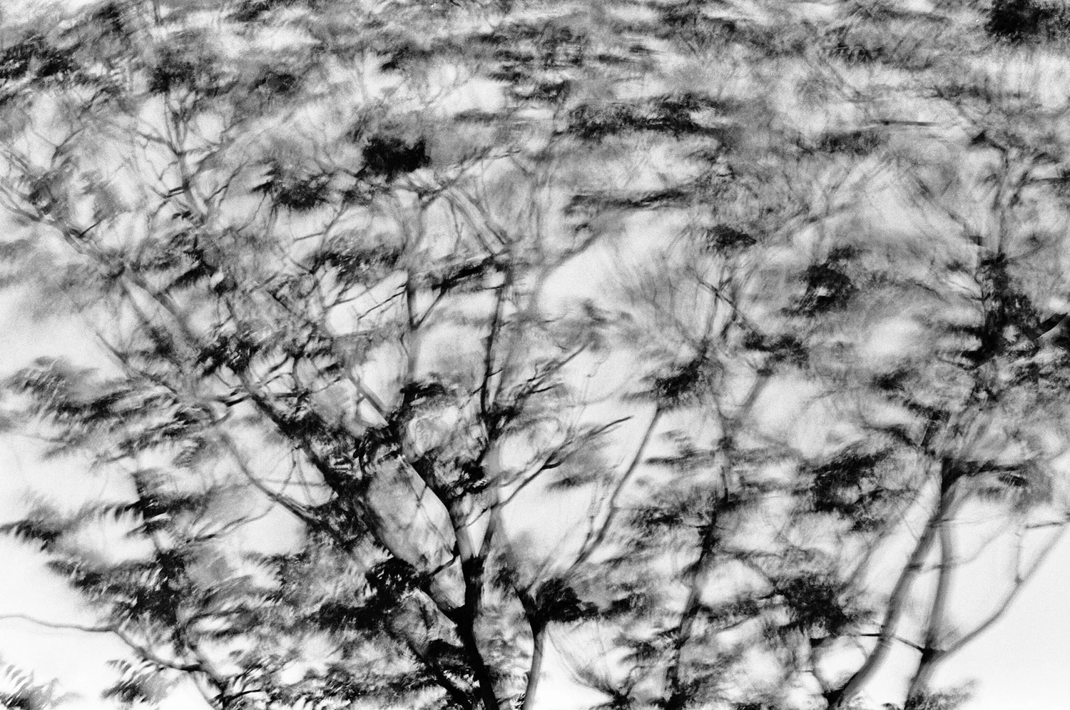 Nathan-Schwartz-Trees-BW04.jpg