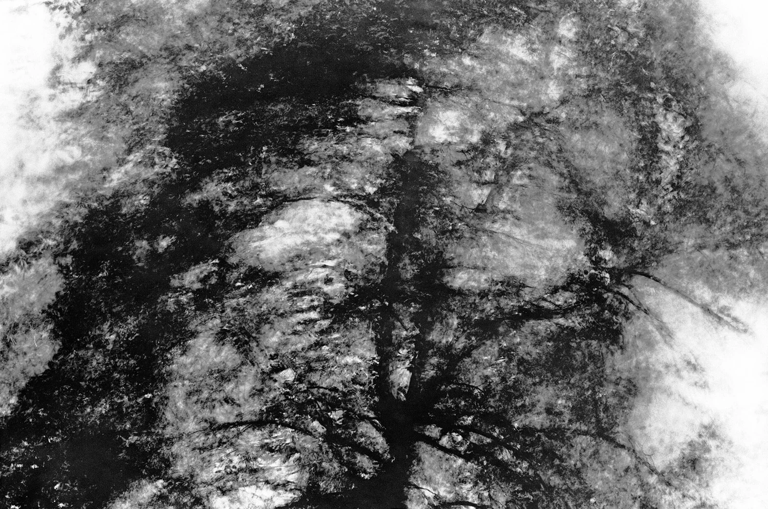 Nathan-Schwartz-Trees-BW03.jpg