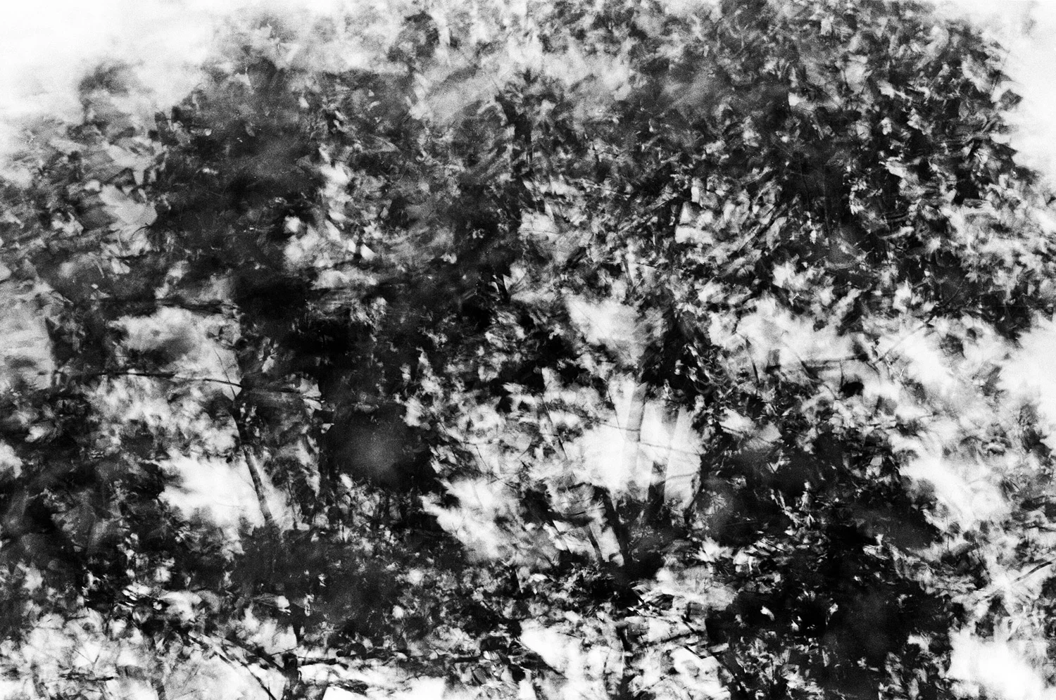 Nathan-Schwartz-Trees-BW05.jpg