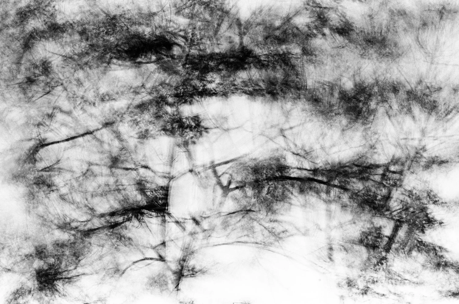 Nathan-Schwartz-Trees-BW07.jpg