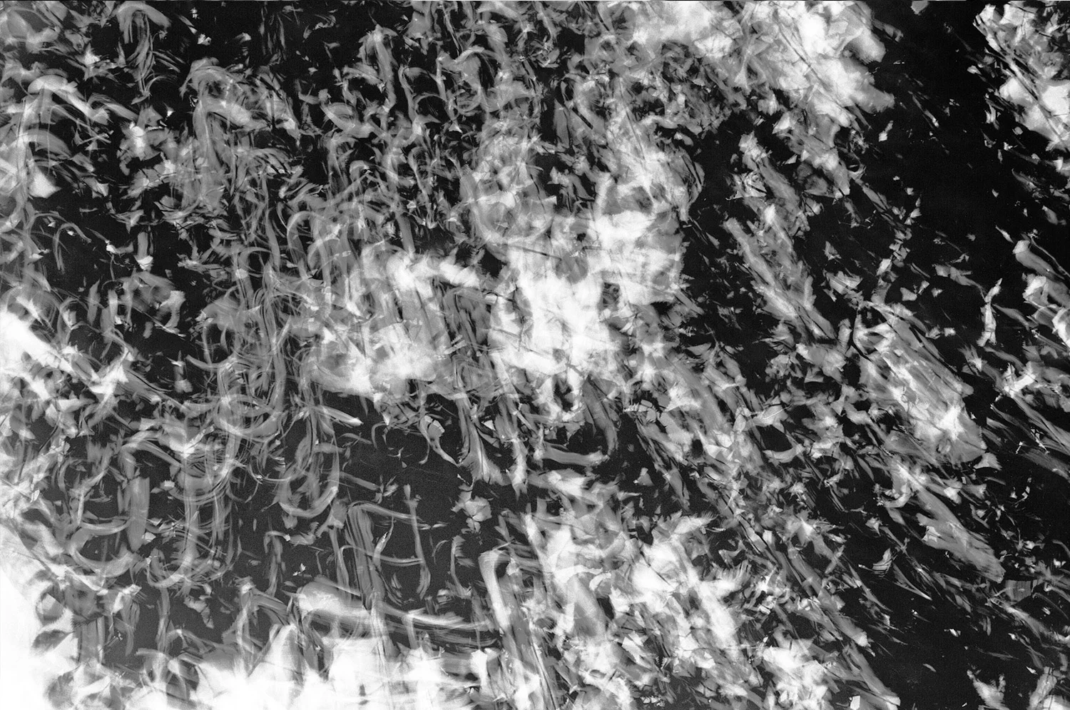 Nathan-Schwartz-Trees-BW10.jpg