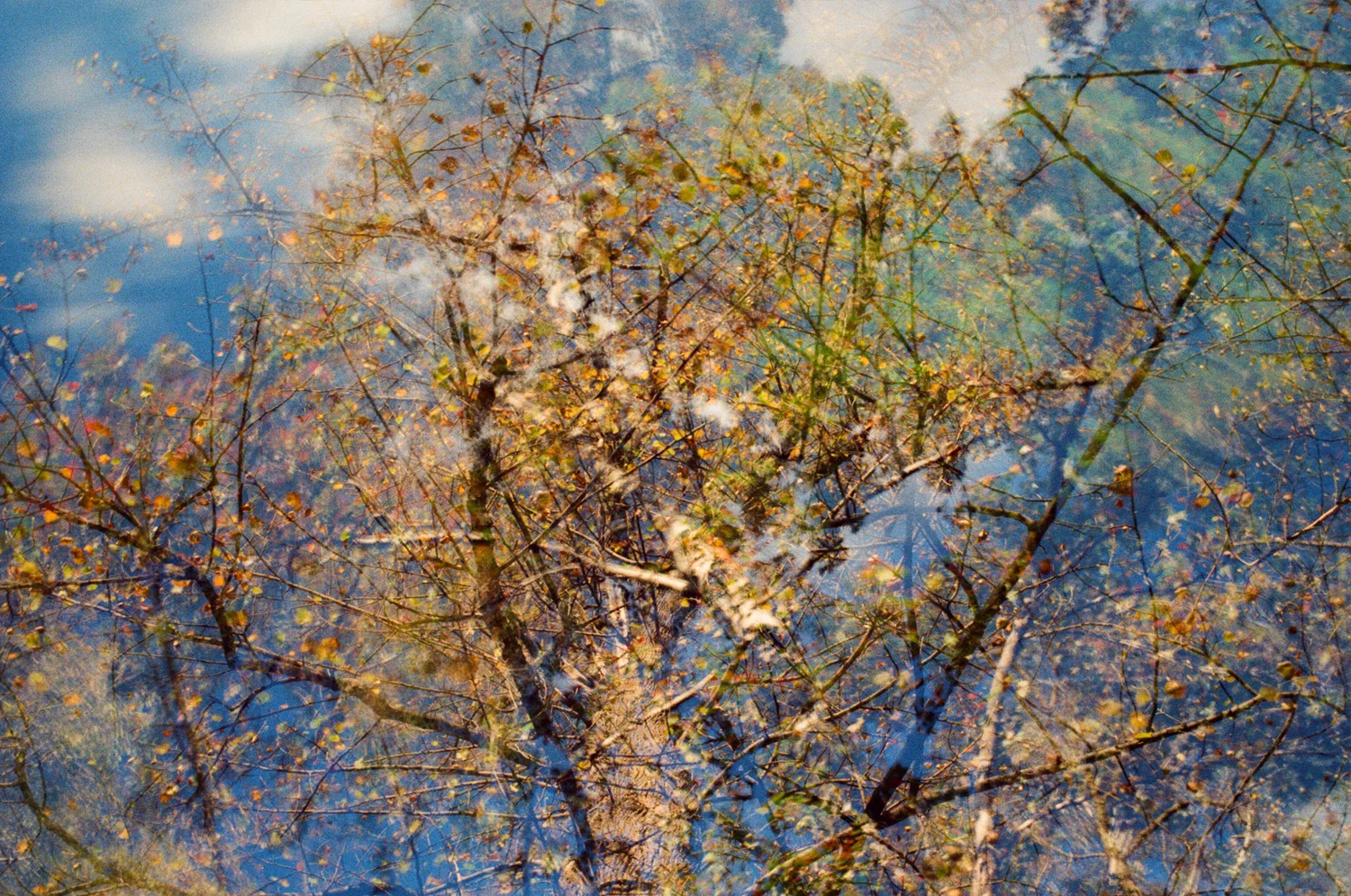 Nathan-Schwartz-Trees-C11.jpg