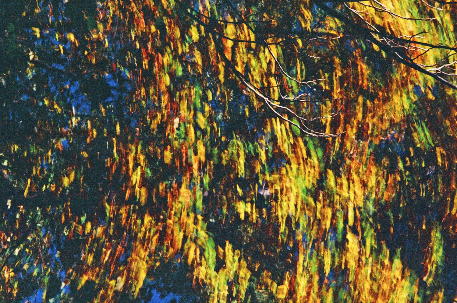 Nathan-Schwartz-Trees-C13.jpg