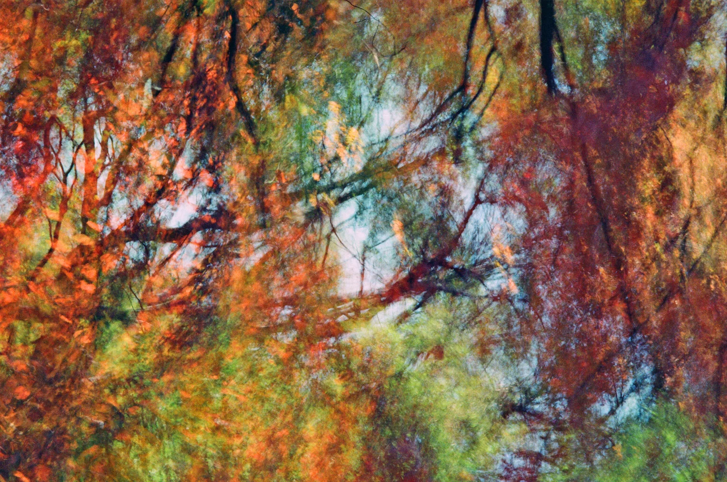 Nathan-Schwartz-Trees-C15.jpg