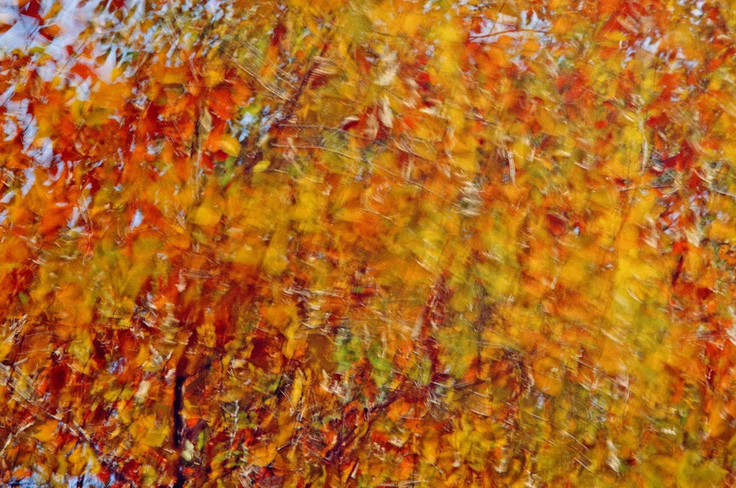 Nathan-Schwartz-Trees-C19.jpg