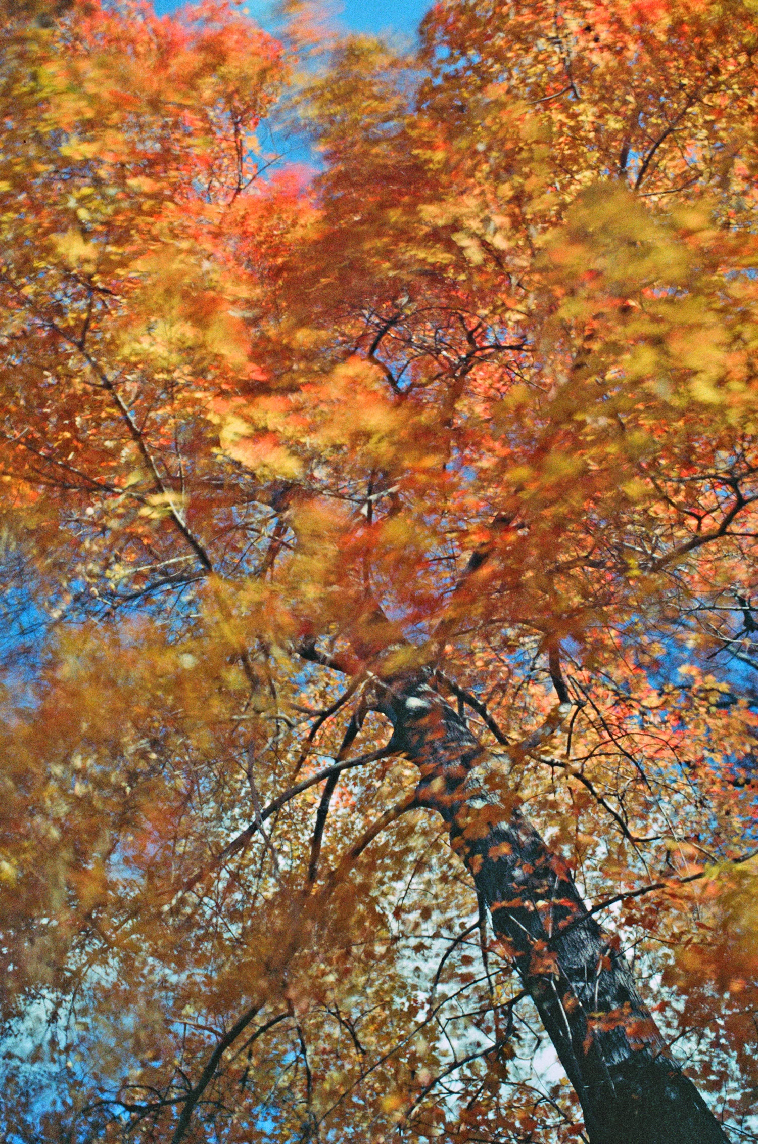 Nathan-Schwartz-Trees-C04.jpg