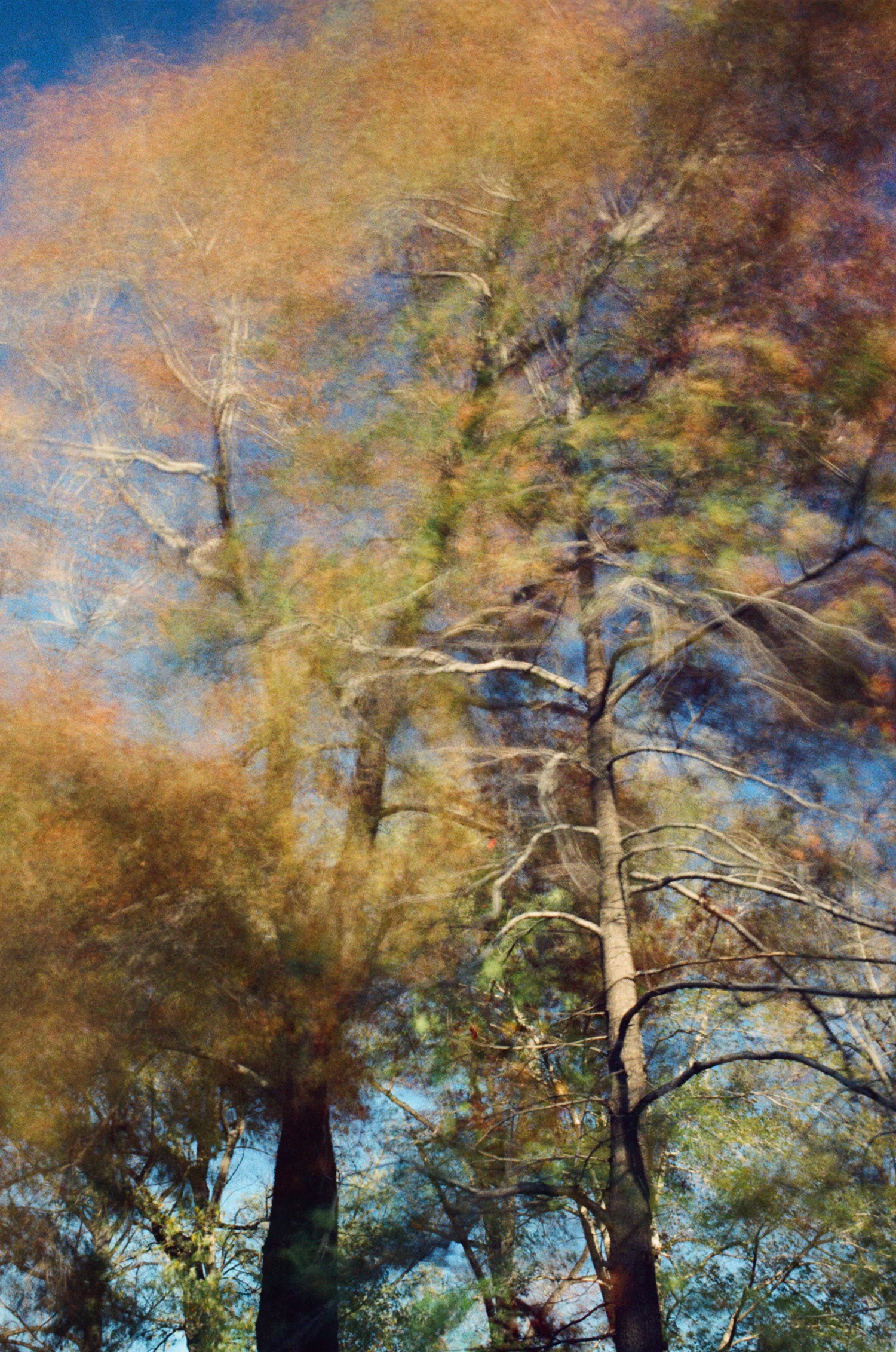 Nathan-Schwartz-Trees-C09.jpg