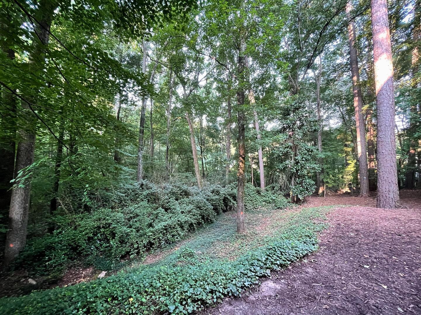 We recently started a project in the heart of historic Vinings with the objective to create a useable backyard without impacting the overall feel of the space, grandeur of the mature pine trees, and beautiful forest backdrop.