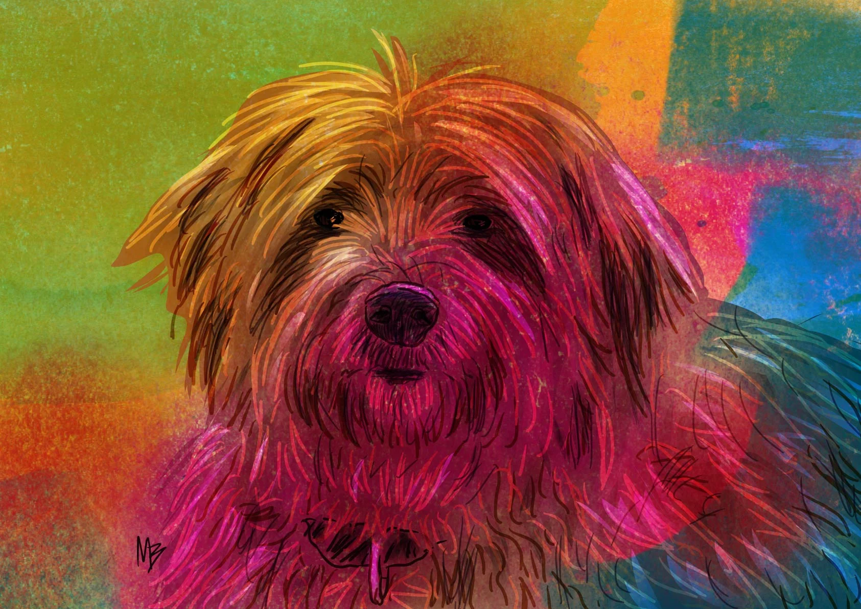 Havanese.jpg