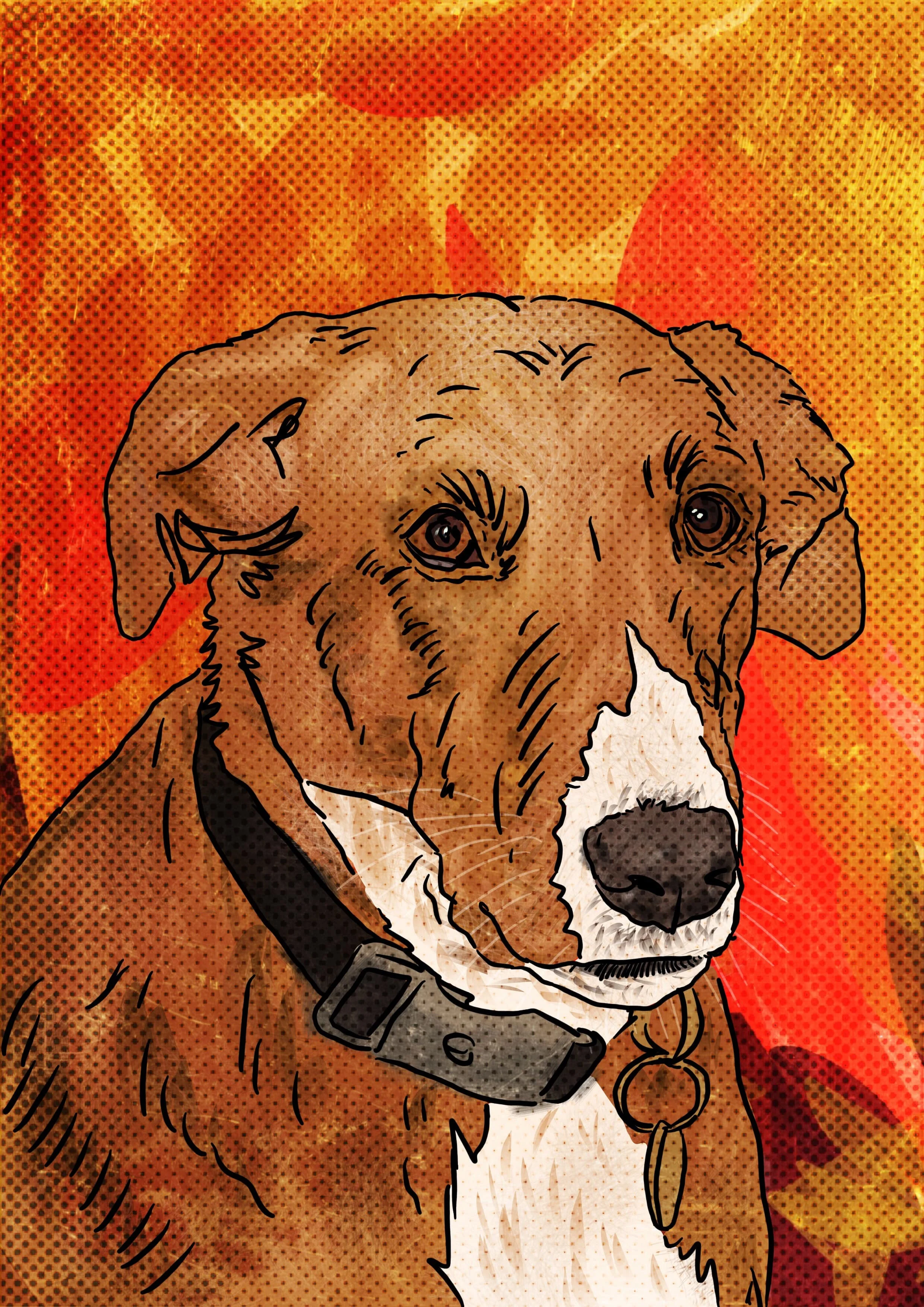 Adopt a Shelter Dog month