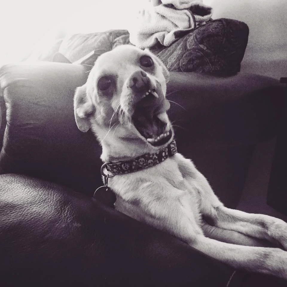 You won’t believe what my dog did!